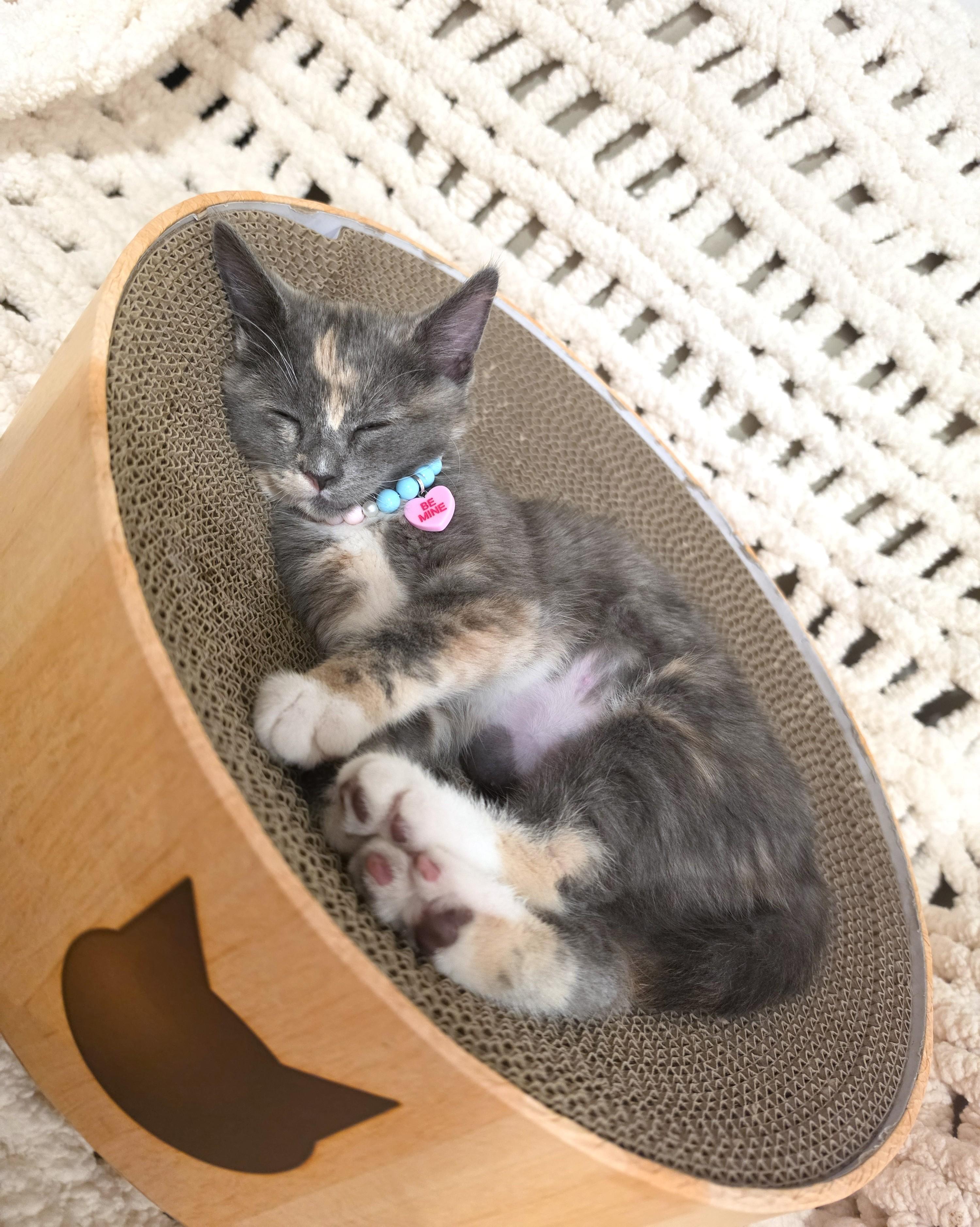 Enlarge Lumi, an adopted Dilute Calico in Buena Park, CA image 6/6
