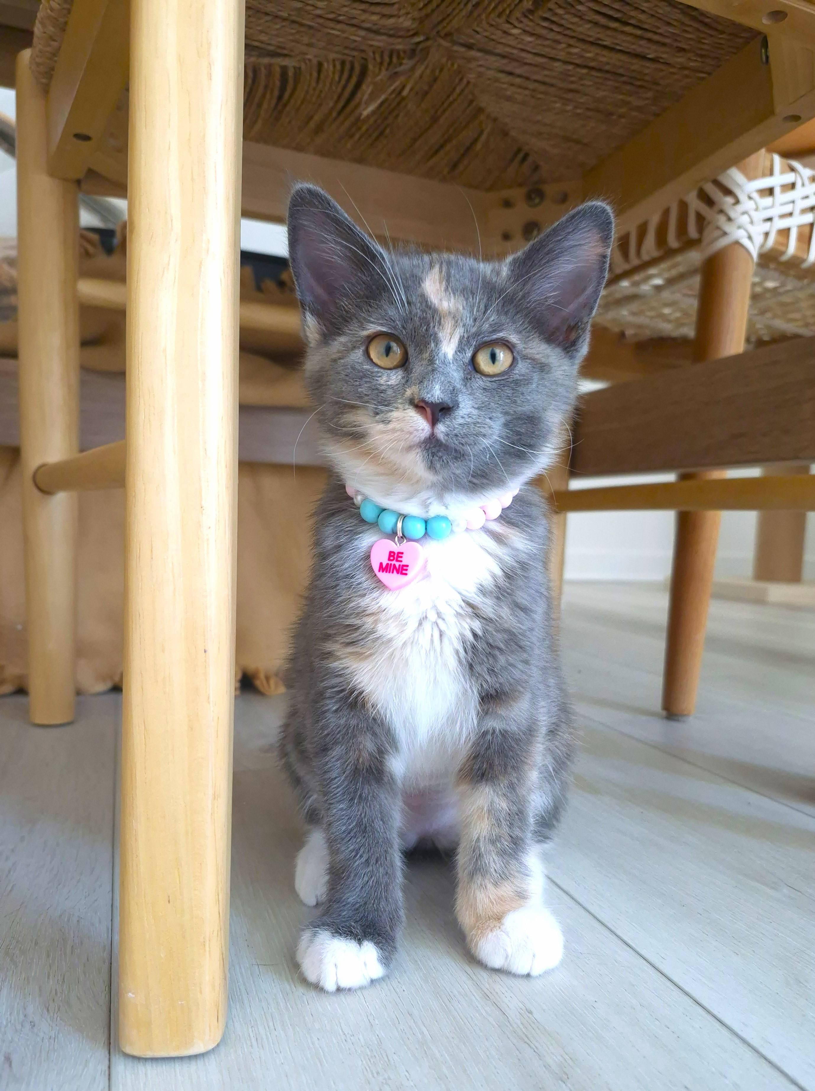 Enlarge Lumi, an adopted Dilute Calico in Buena Park, CA image 3/6