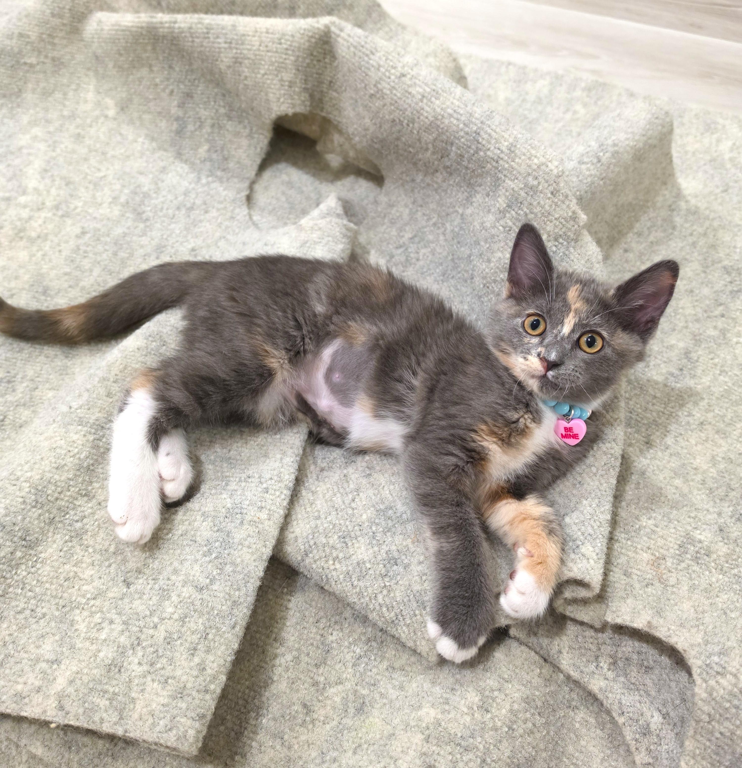 Enlarge Lumi, an adopted Dilute Calico in Buena Park, CA image 4/6