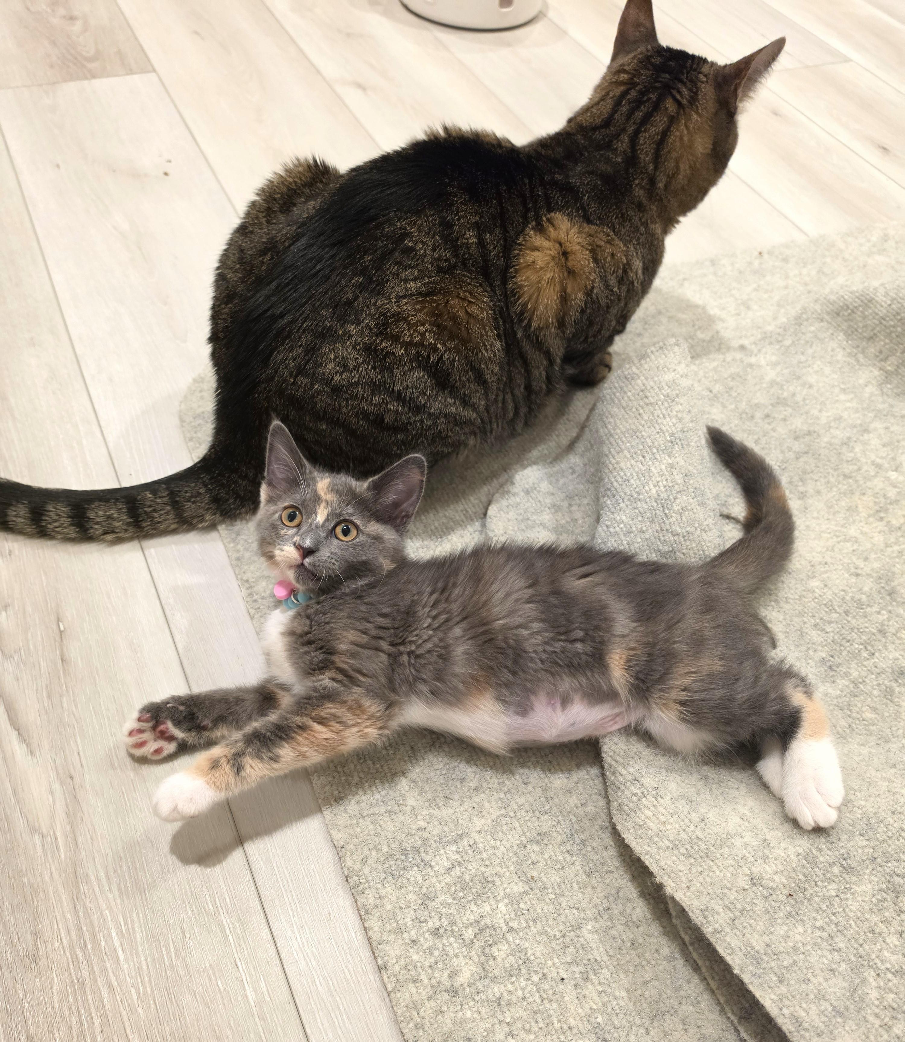 Enlarge Lumi, an adopted Dilute Calico in Buena Park, CA image 2/6