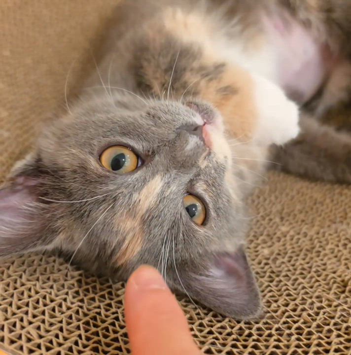 Enlarge Lumi, an adopted Dilute Calico in Buena Park, CA video 5/6