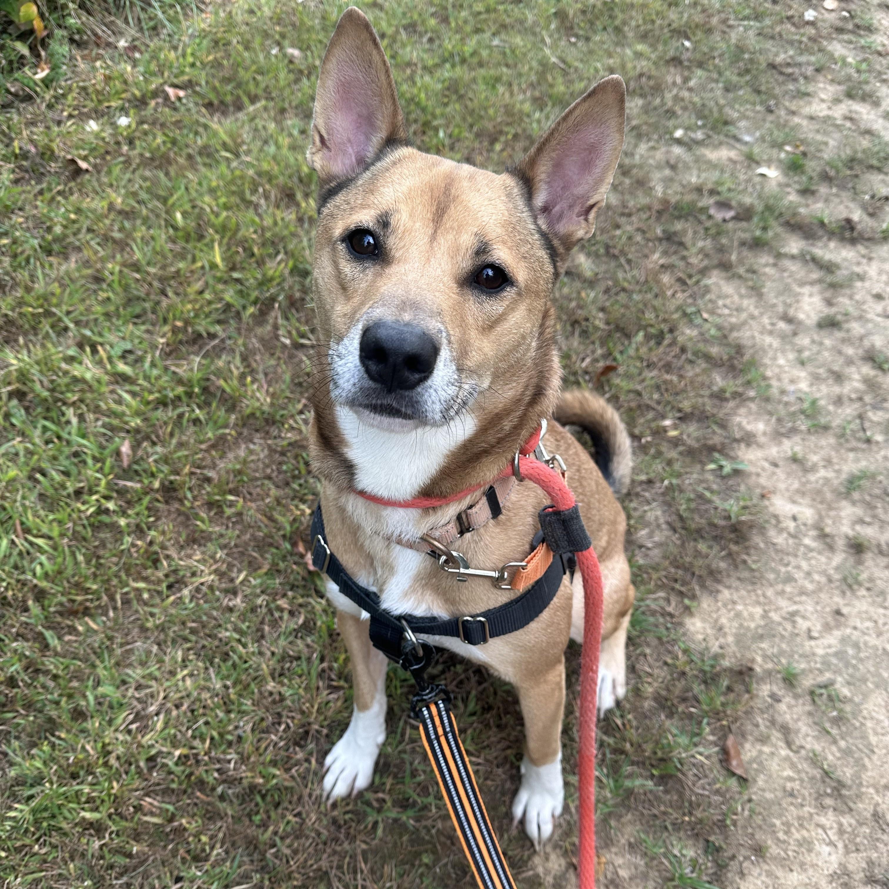 Enlarge Bailey, a Adoptable Shiba Inu in Phoenixville, PA image 4/6