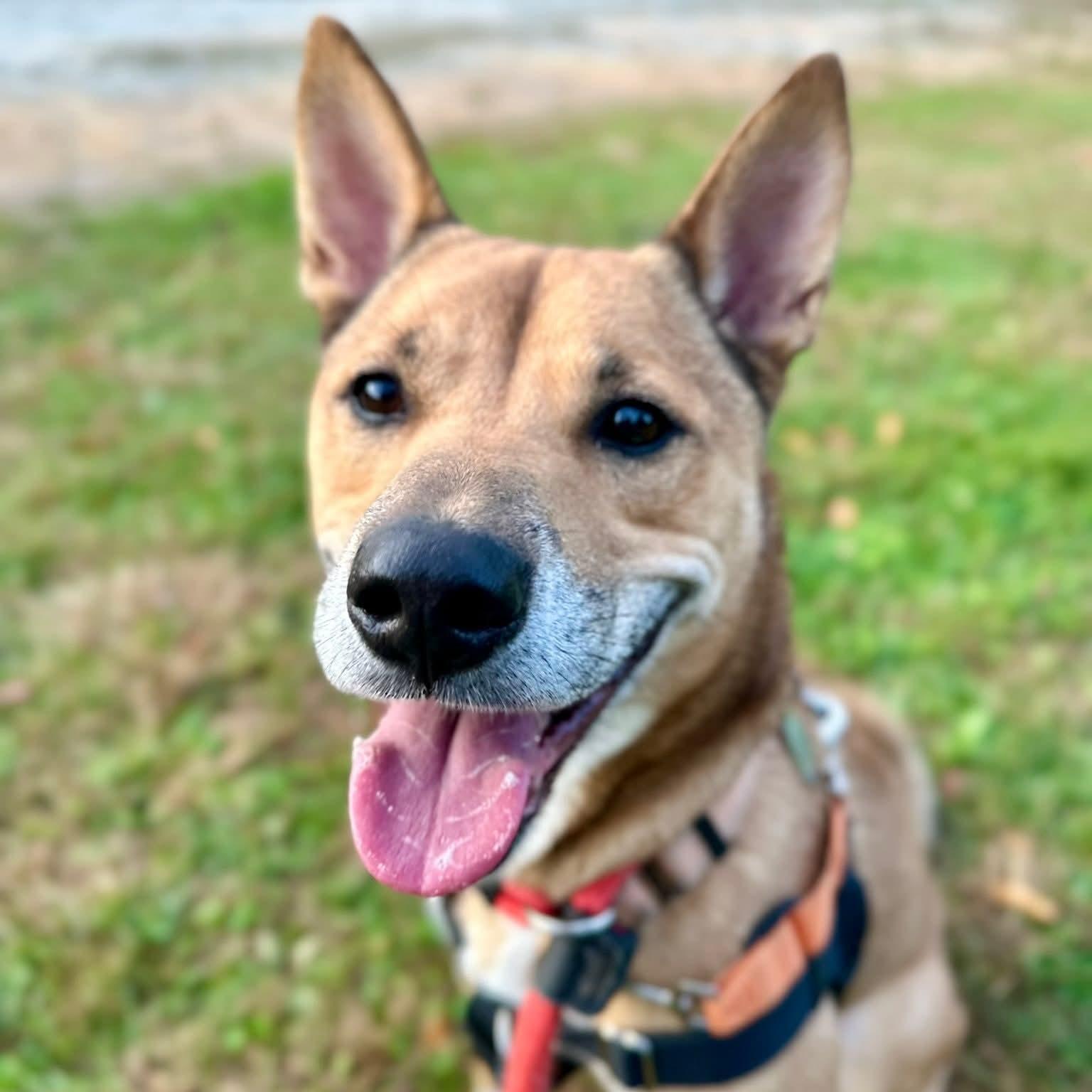 Bailey, Adoptable, Young Female Shiba Inu.