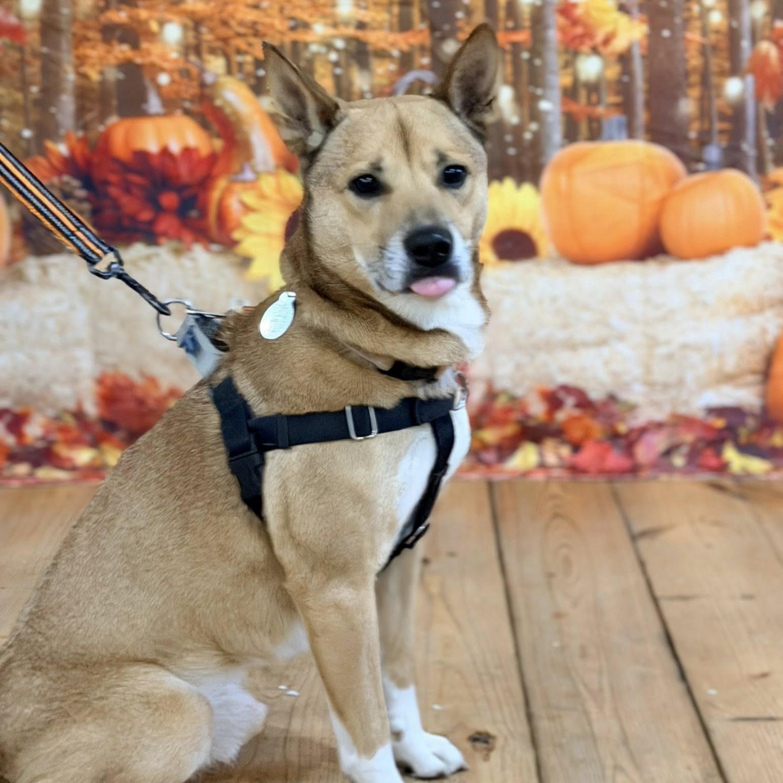 Bailey, Adoptable, Young Female Shiba Inu.