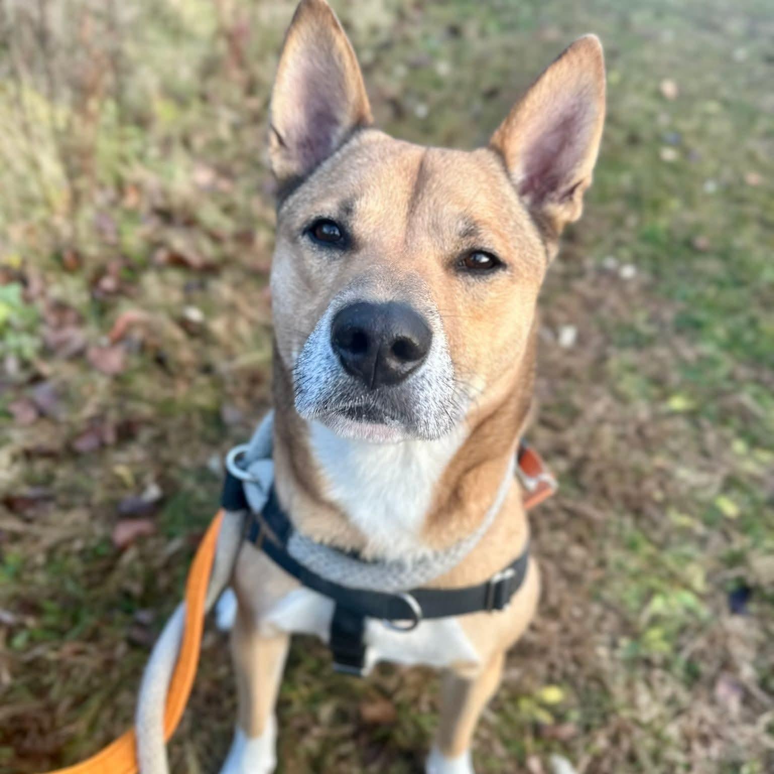 Enlarge Bailey, a Adoptable Shiba Inu in Phoenixville, PA image 3/6