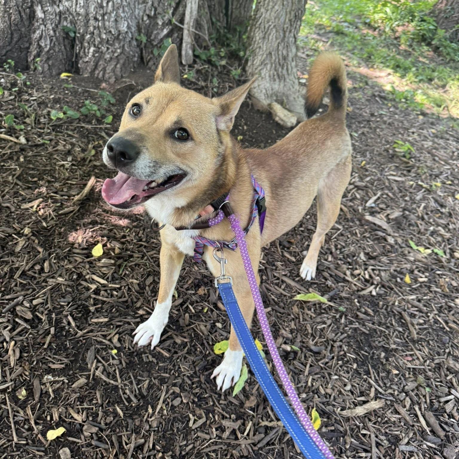 Enlarge Bailey, a Adoptable Shiba Inu in Phoenixville, PA image 6/6