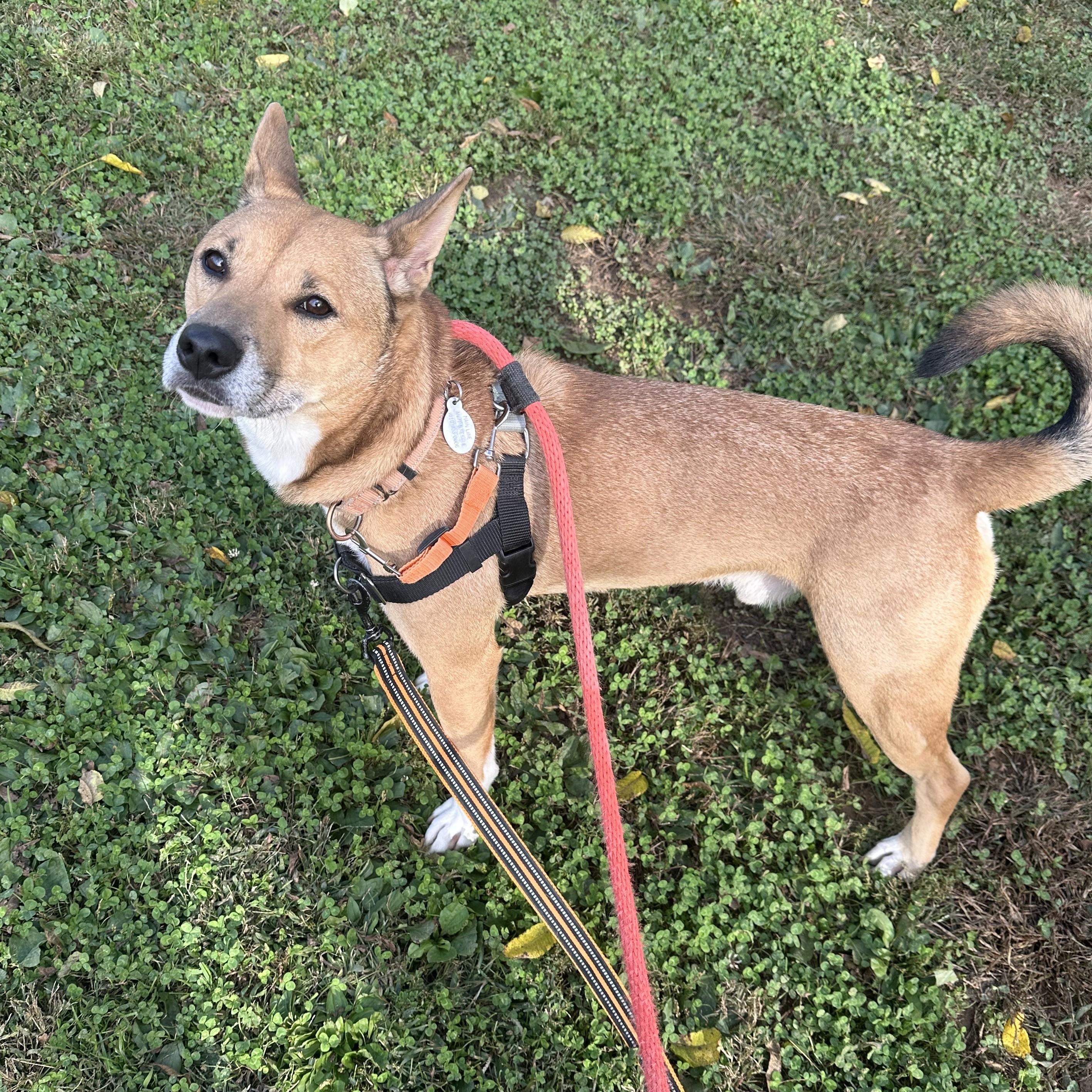 Enlarge Bailey, a Adoptable Shiba Inu in Phoenixville, PA image 5/6