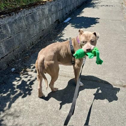 Colby, Adoptable, Senior Male Pit Bull Terrier & Mixed Breed.