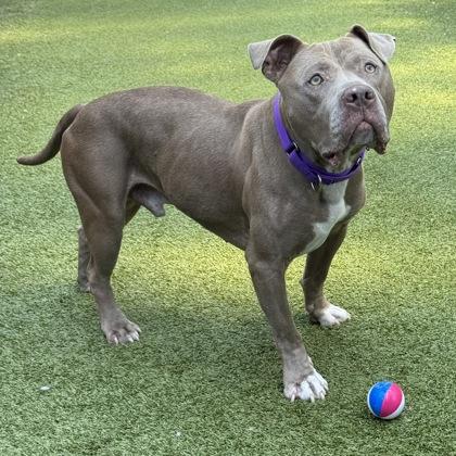 Enlarge Colby, a Adoptable mixed breed in Bellevue, WA image 2/3