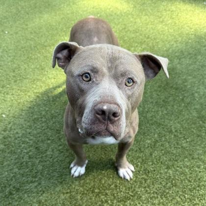 Enlarge Colby, a Adoptable mixed breed in Bellevue, WA image 3/3