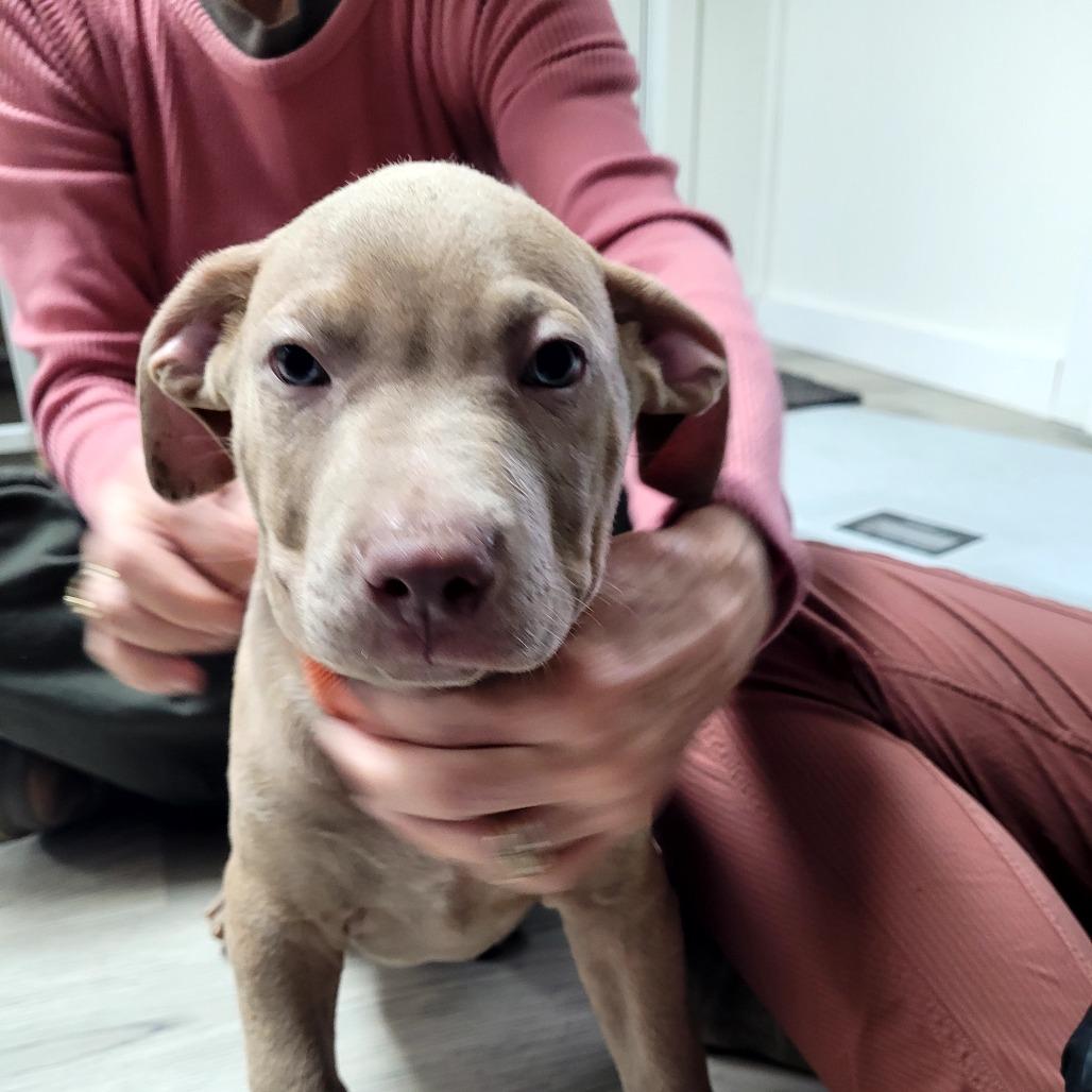 Sig (Orange), Adoptable, Puppy Male Mixed Breed.