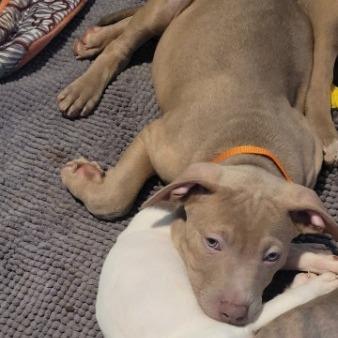 Enlarge Sig (Orange), a Adoptable Mixed Breed in Allyn, WA image 2/3