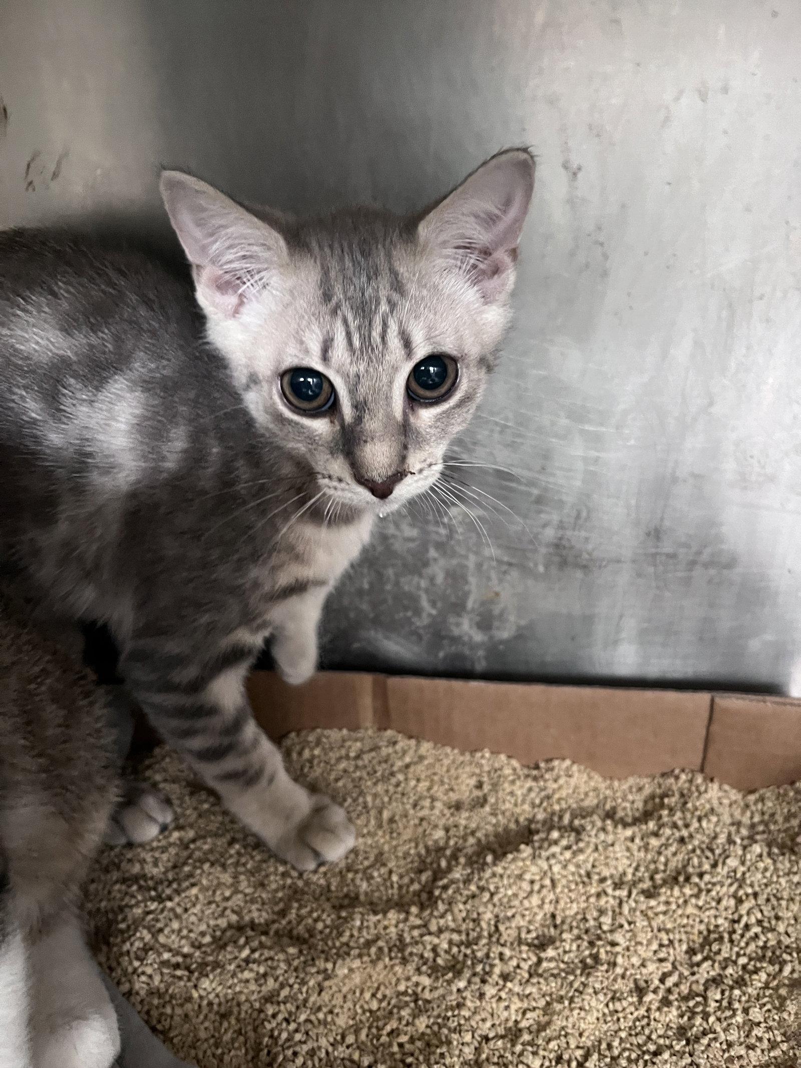 Enlarge Sarah, a Adoptable Domestic Short Hair in Carrollton, GA image 2/3