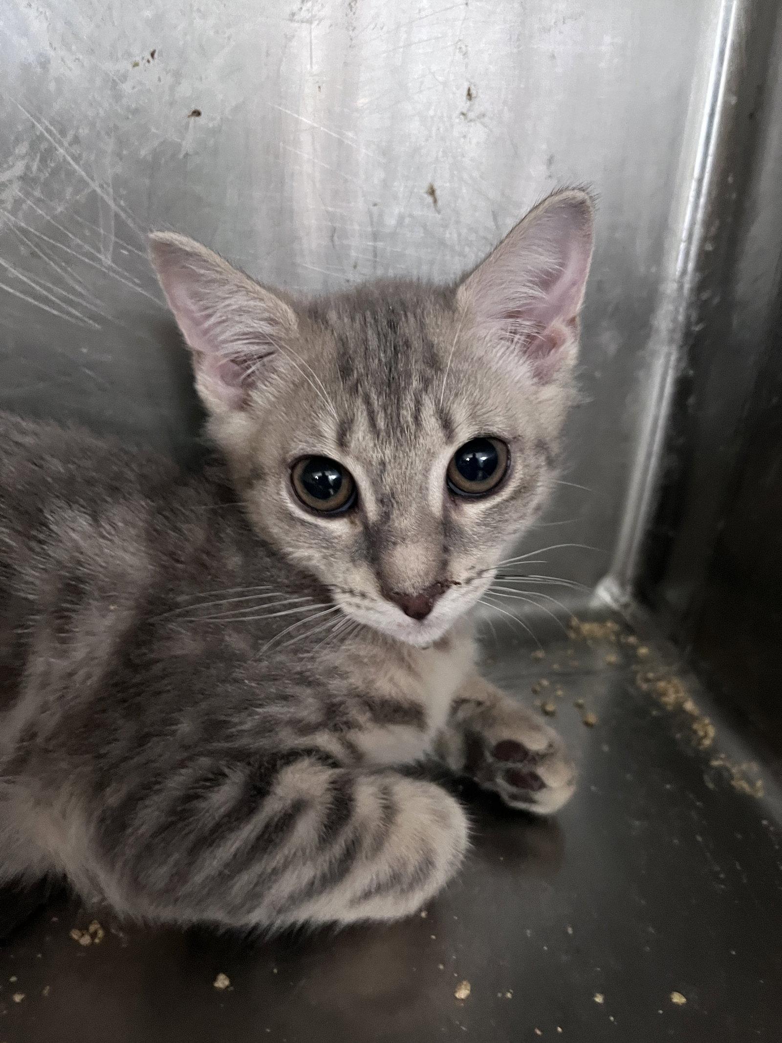 Enlarge Sarah, a Adoptable Domestic Short Hair in Carrollton, GA image 3/3