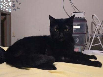 Shadow `A PRIORITY PET` — thumbnail 2