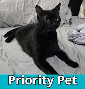 Shadow `A PRIORITY PET` — thumbnail 3