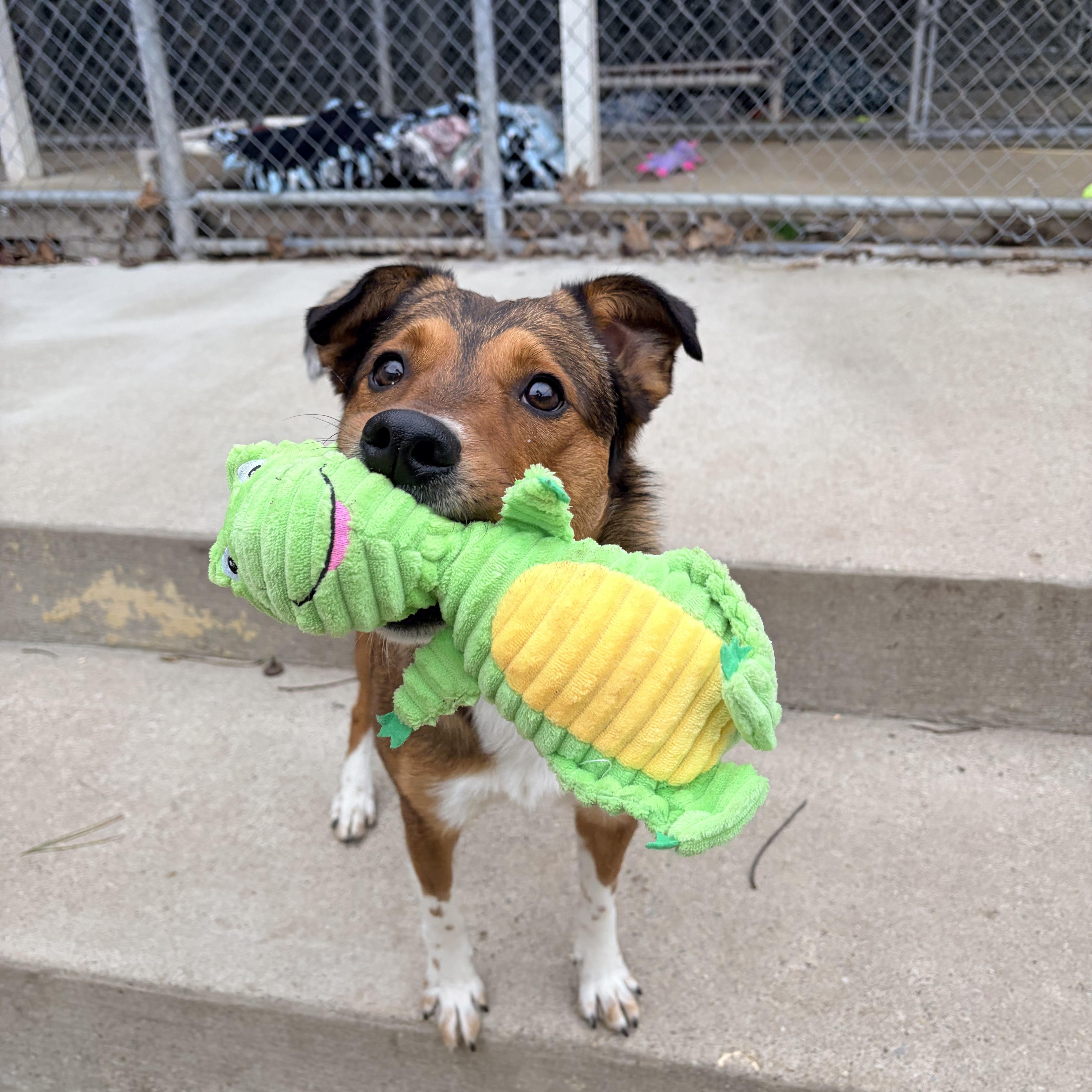 Enlarge Punchie, an adopted mixed breed in White Oak, PA image 2/5