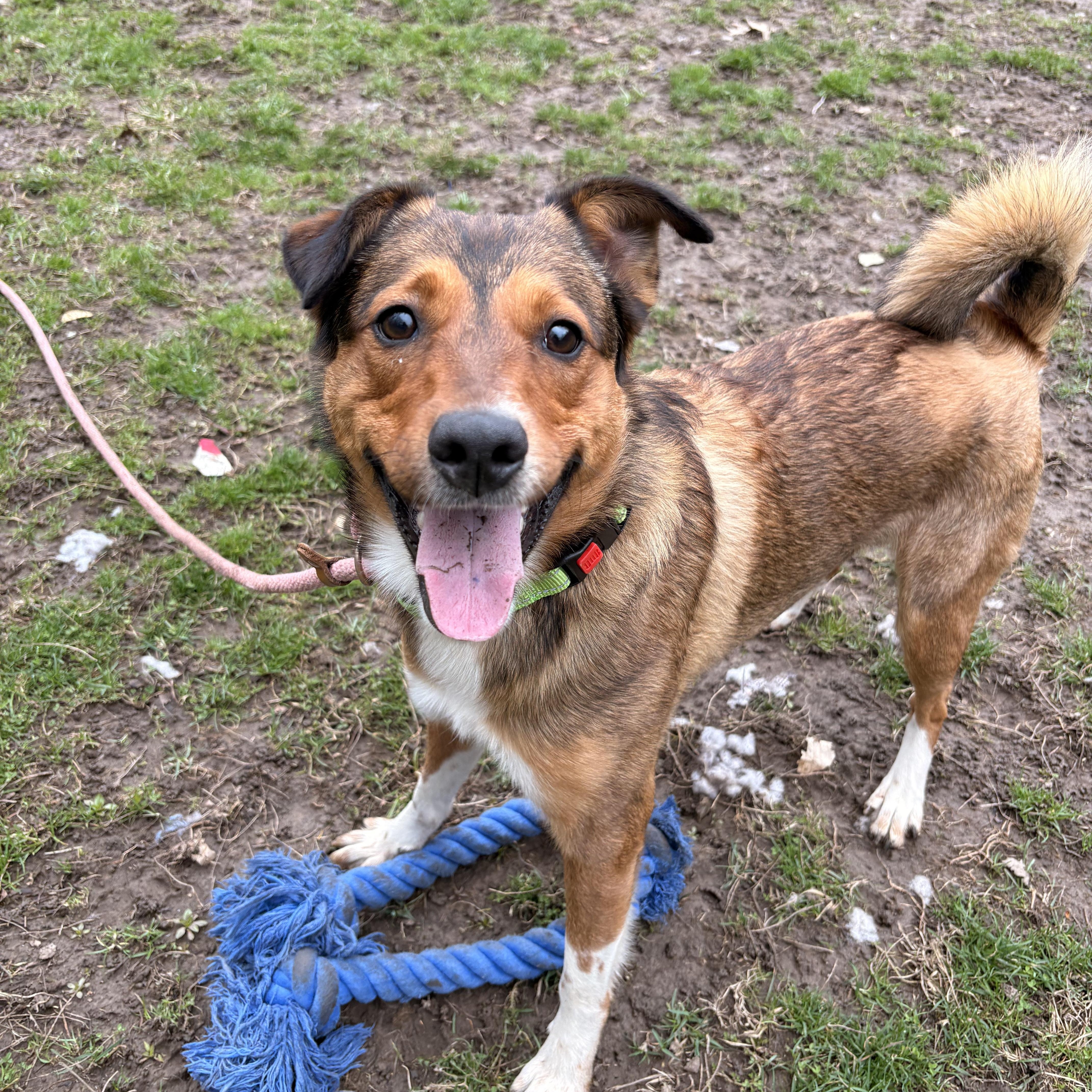 Enlarge Punchie, an adopted mixed breed in White Oak, PA image 3/5