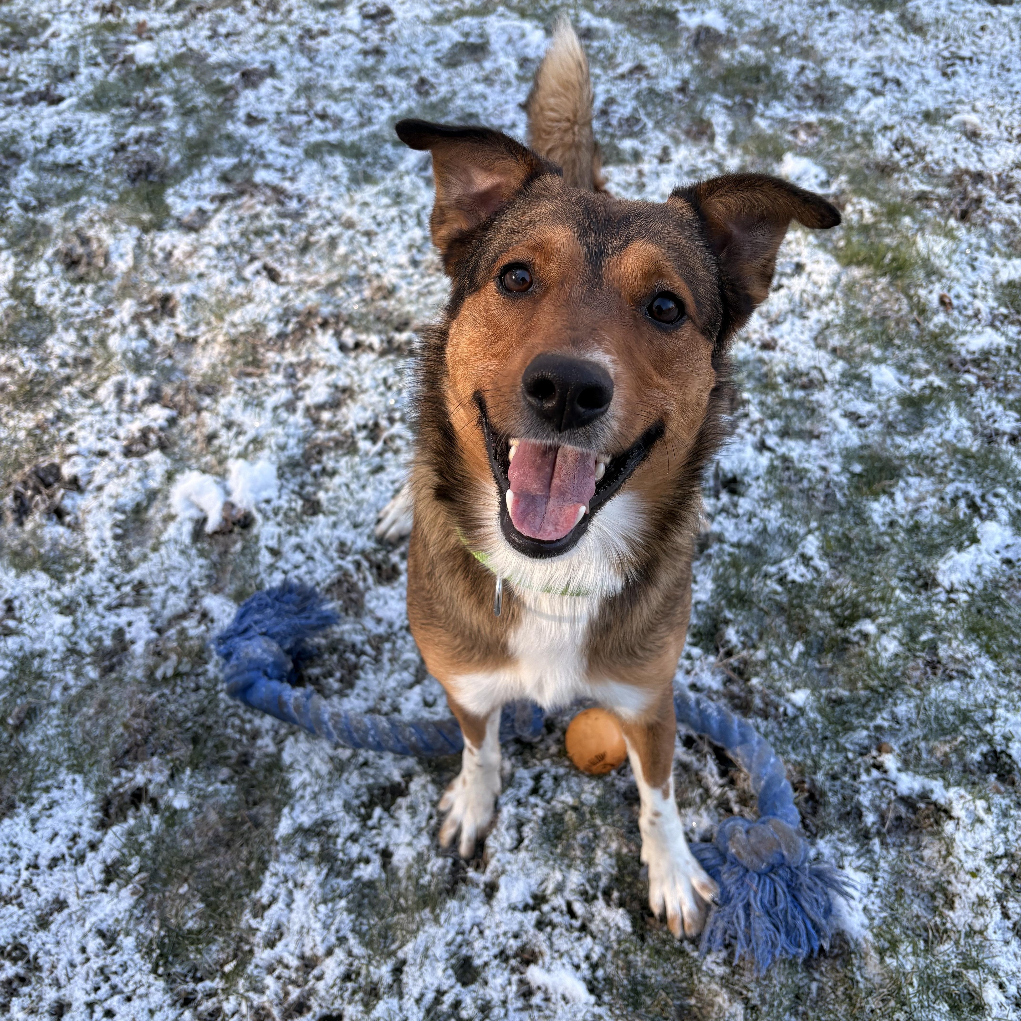 Enlarge Punchie, an adopted mixed breed in White Oak, PA image 4/5