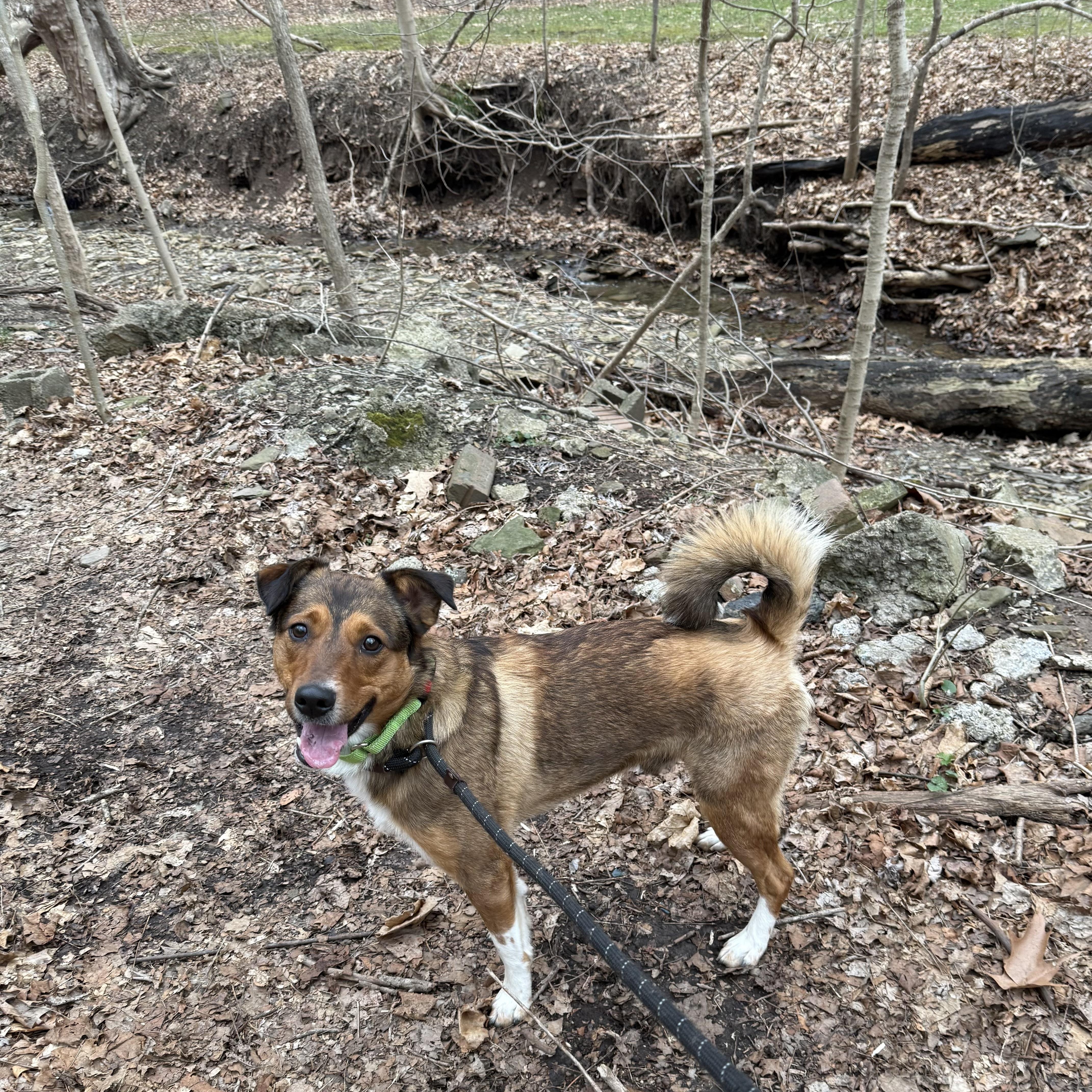 Enlarge Punchie, an adopted mixed breed in White Oak, PA image 5/5