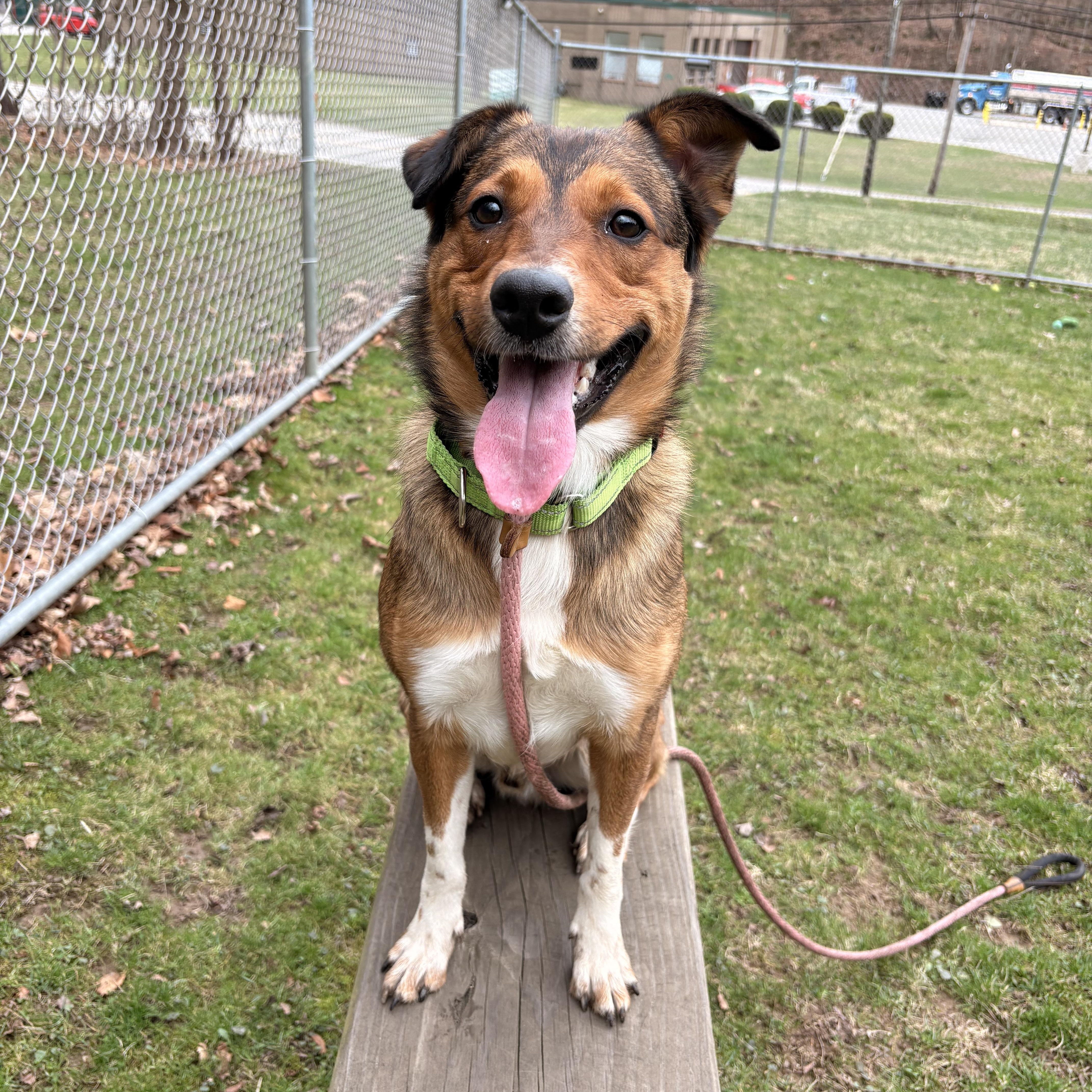 Enlarge Punchie, an adopted mixed breed in White Oak, PA image 1/5