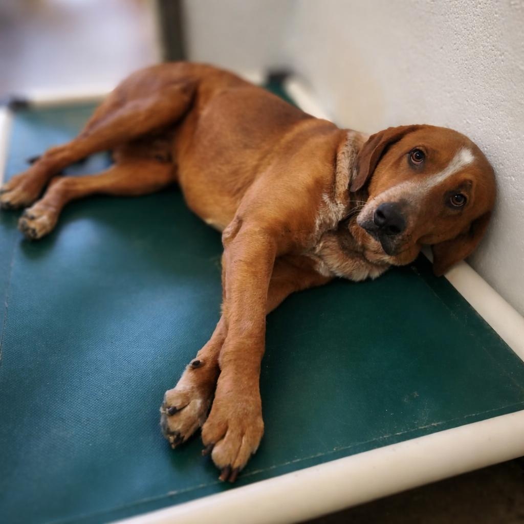 Enlarge Bean, a Adoptable Redbone Coonhound in Stanley, VA image 2/2