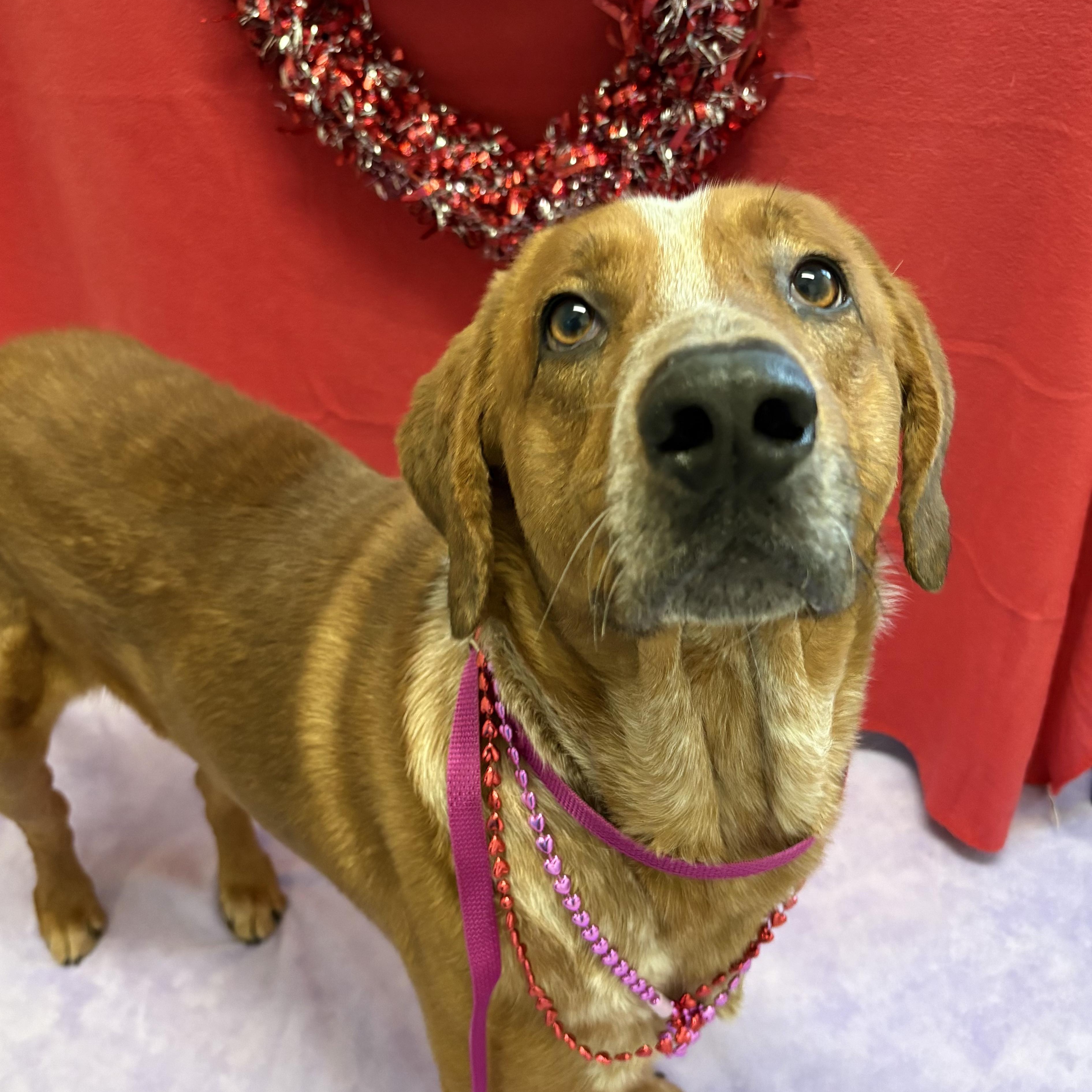 Bean, Adoptable, Adult Male Redbone Coonhound.