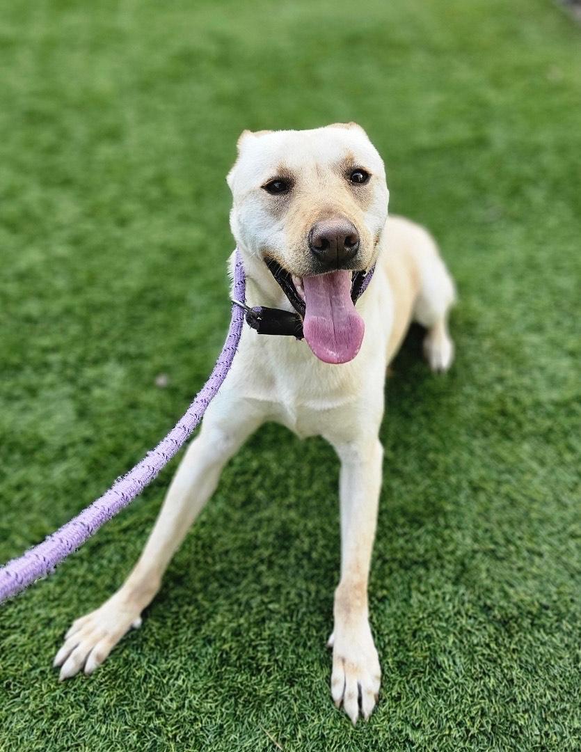 Enlarge DEWEY, a Adoptable mixed breed in Mabank, TX image 1/4