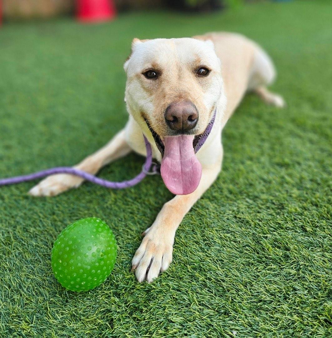 Enlarge DEWEY, a Adoptable mixed breed in Mabank, TX image 2/4