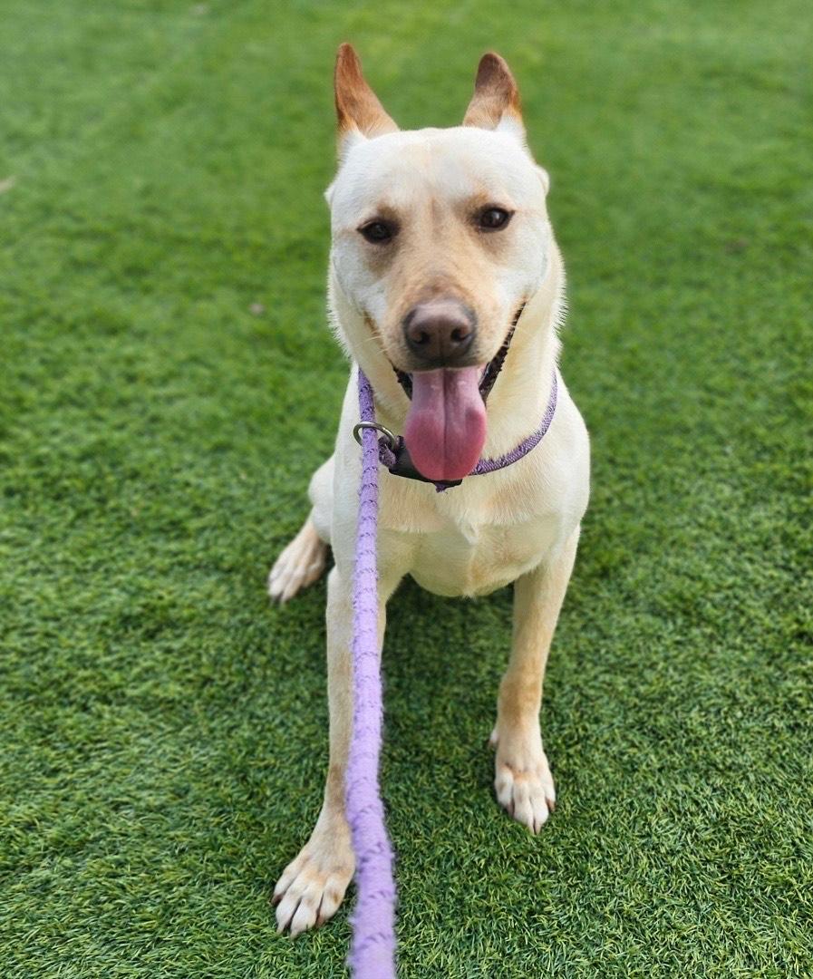 Enlarge DEWEY, a Adoptable mixed breed in Mabank, TX image 3/4