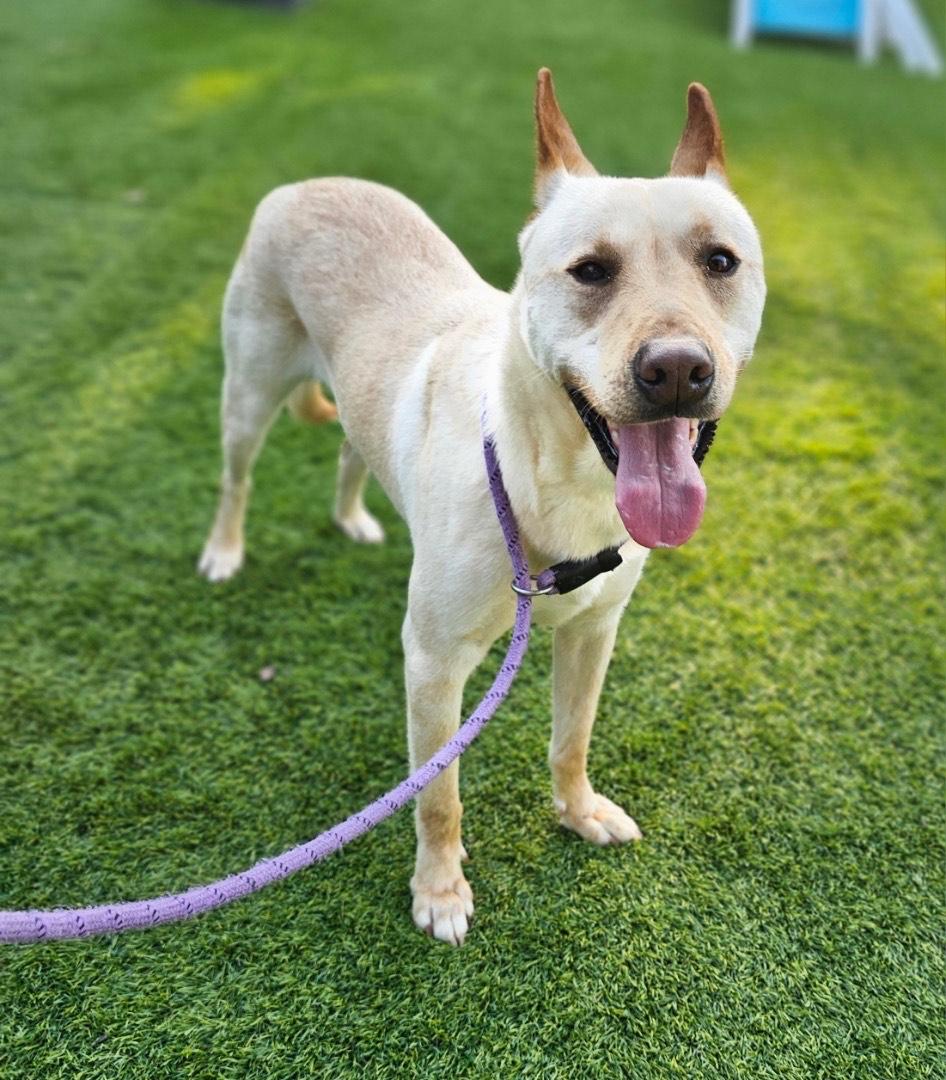 Enlarge DEWEY, a Adoptable mixed breed in Mabank, TX image 4/4