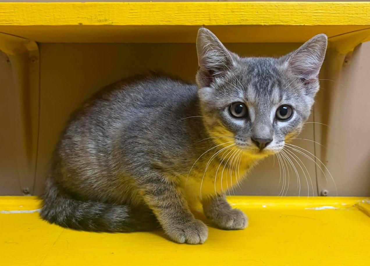 Edna, an adopted mixed breed in Maryville, MO image 2/2