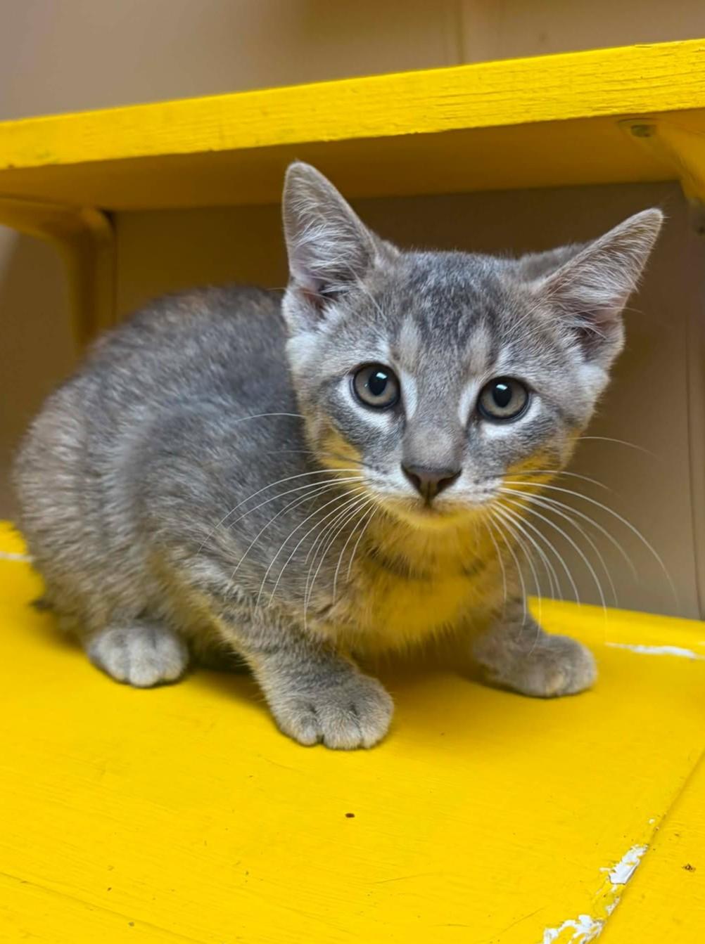 Edna, an adopted mixed breed in Maryville, MO image 1/2