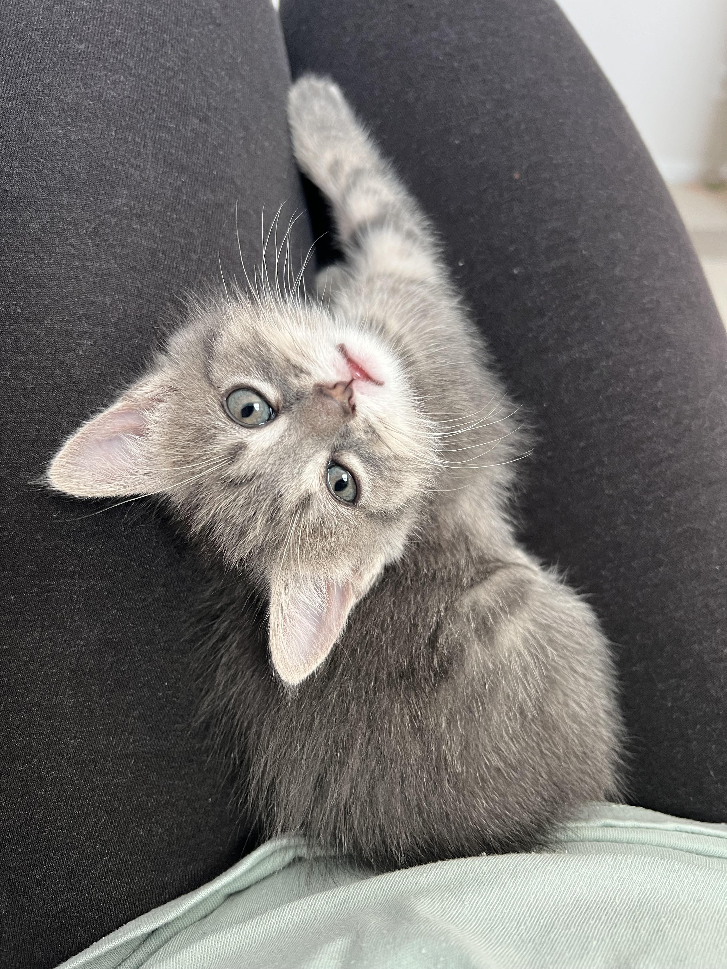 ELLIOTTE "ELLIE", a ADOPTABLE Domestic Short Hair in KENTON, DE image 3/6