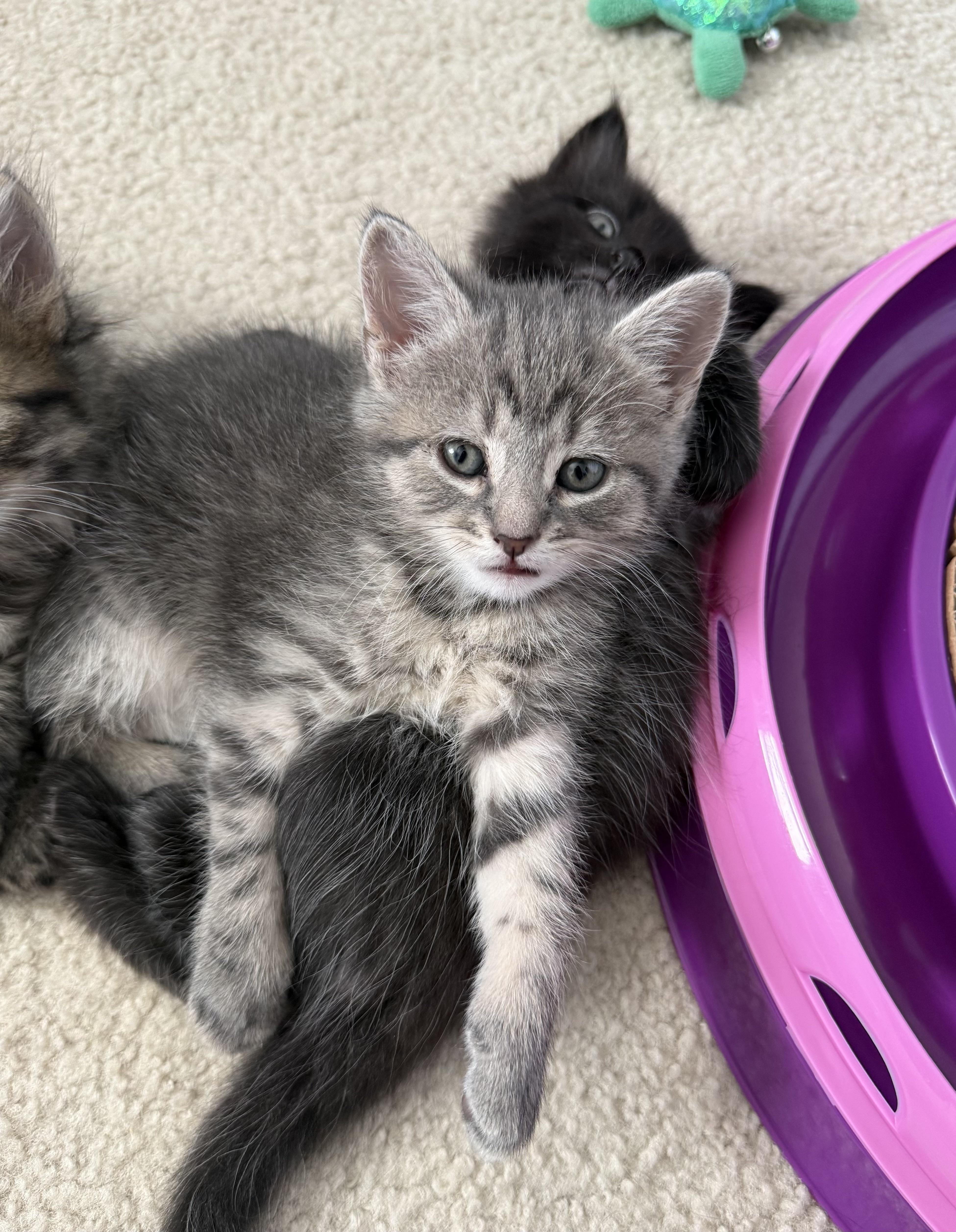 ELLIOTTE "ELLIE", a ADOPTABLE Domestic Short Hair in KENTON, DE image 4/6