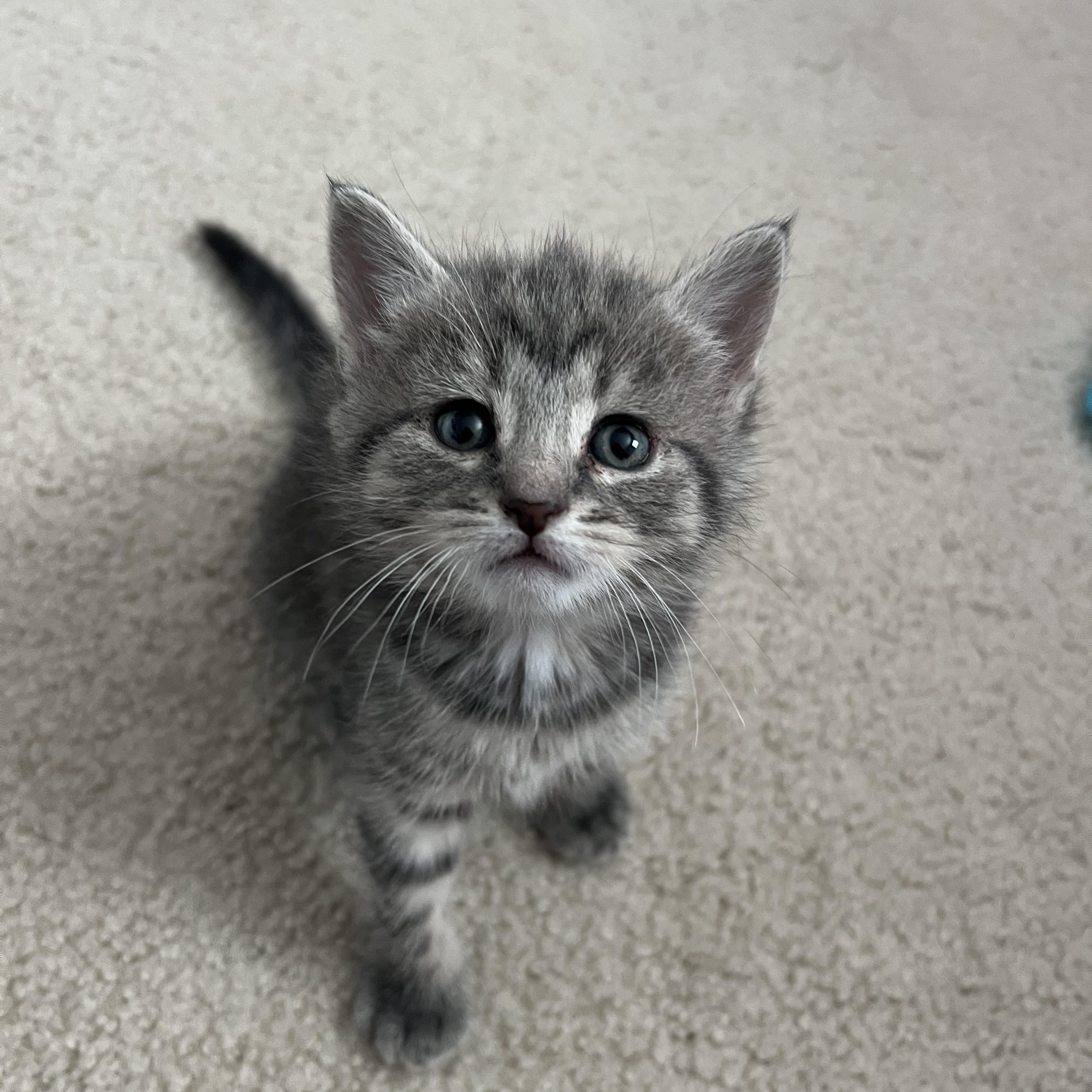 ELLIOTTE "ELLIE", a ADOPTABLE Domestic Short Hair in KENTON, DE image 5/6