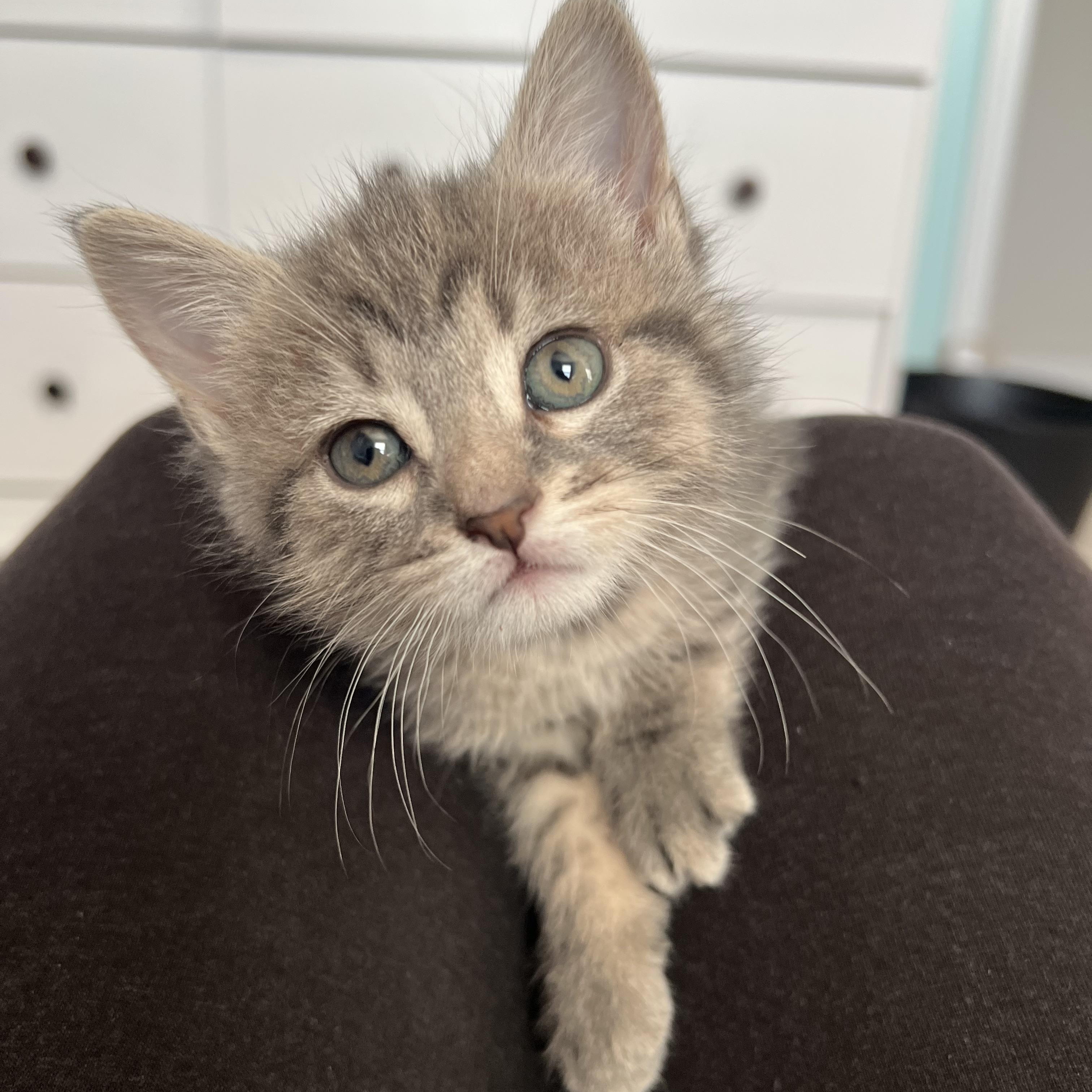 ELLIOTTE "ELLIE", ADOPTABLE, Young Female Domestic Short Hair.