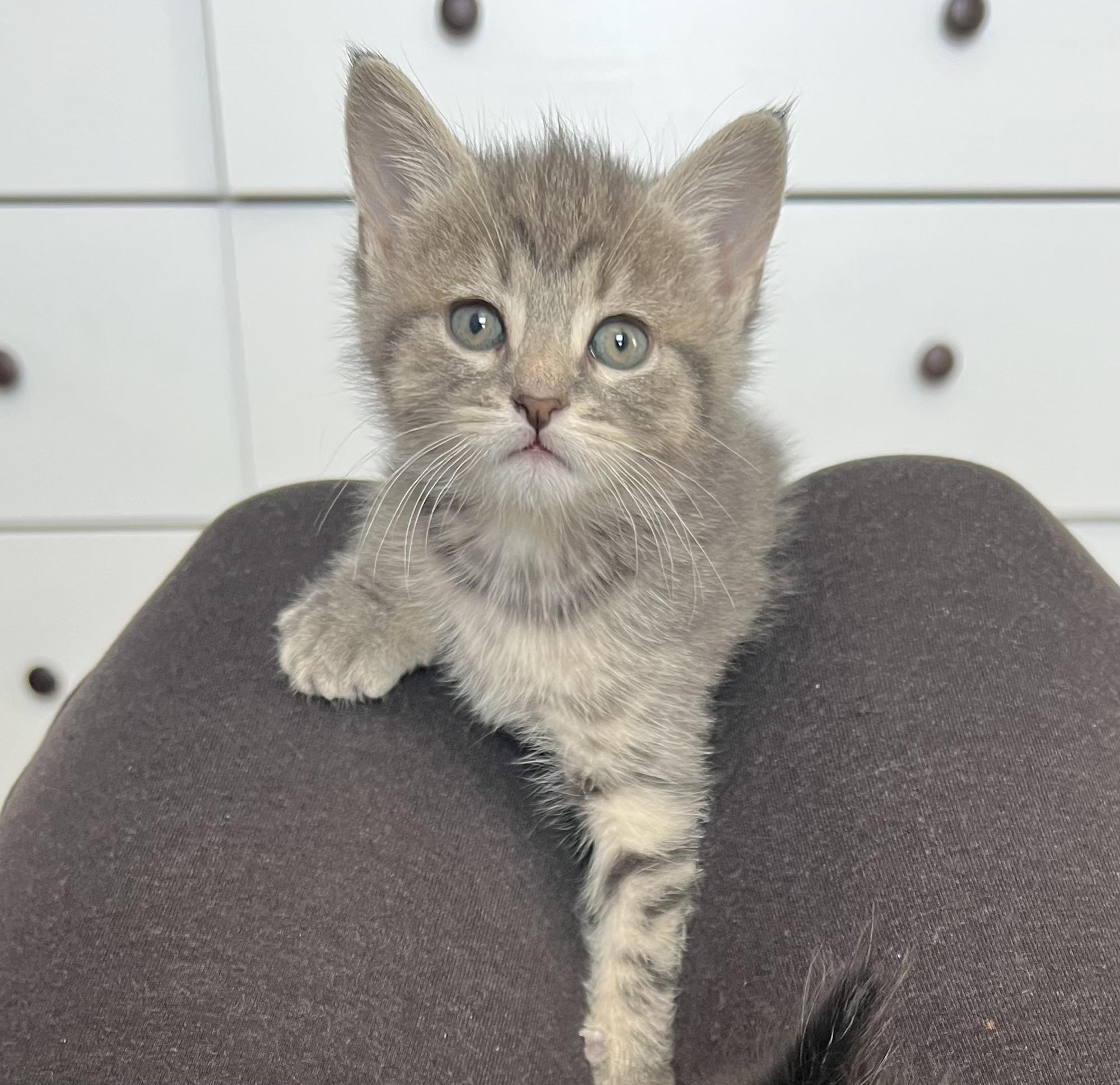 ELLIOTTE "ELLIE", a ADOPTABLE Domestic Short Hair in KENTON, DE image 2/6