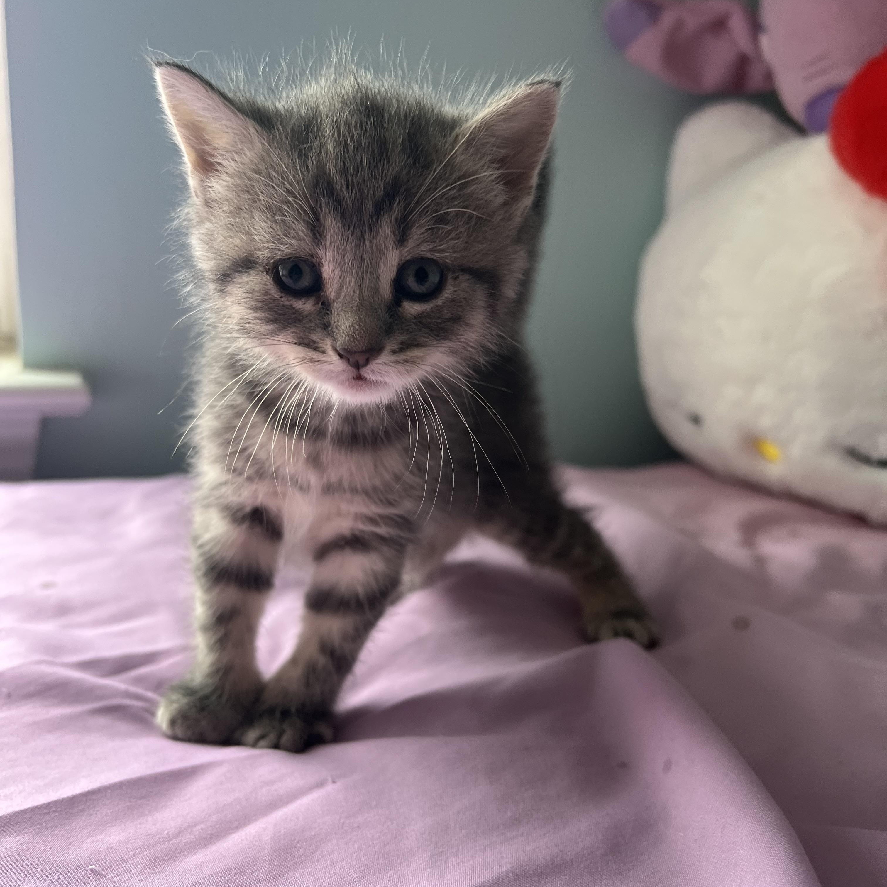 ELLIOTTE "ELLIE", a ADOPTABLE Domestic Short Hair in KENTON, DE image 6/6