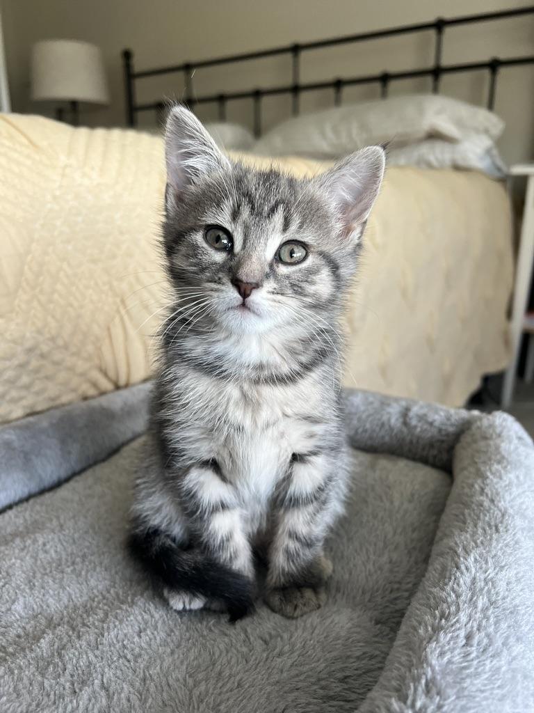 Enlarge ELLIOTTE "ELLIE", an adoption pending Domestic Short Hair in KENTON, DE image 1/6