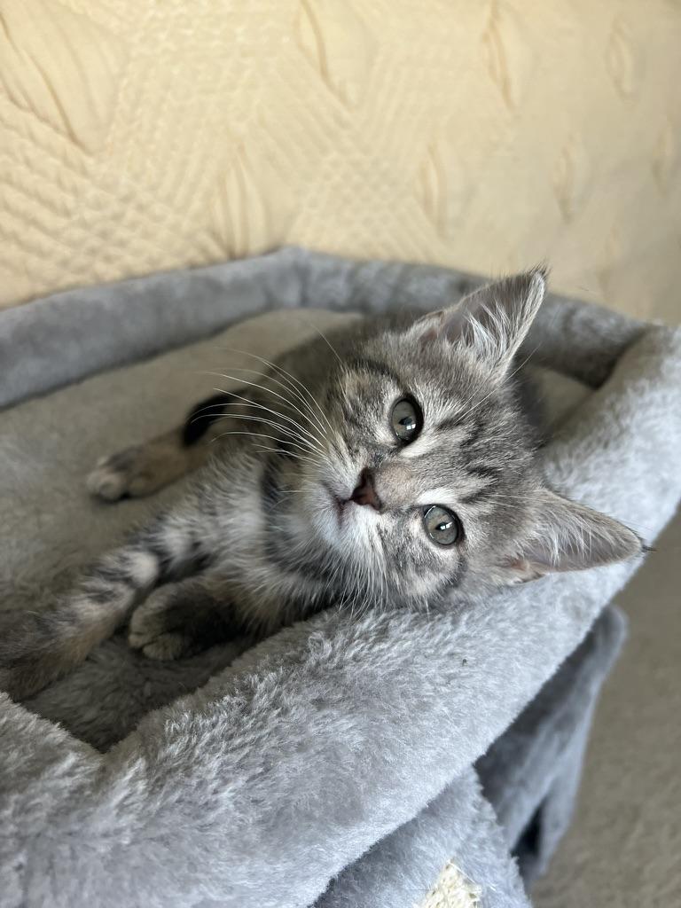 Enlarge ELLIOTTE "ELLIE", an adoption pending Domestic Short Hair in KENTON, DE image 2/6