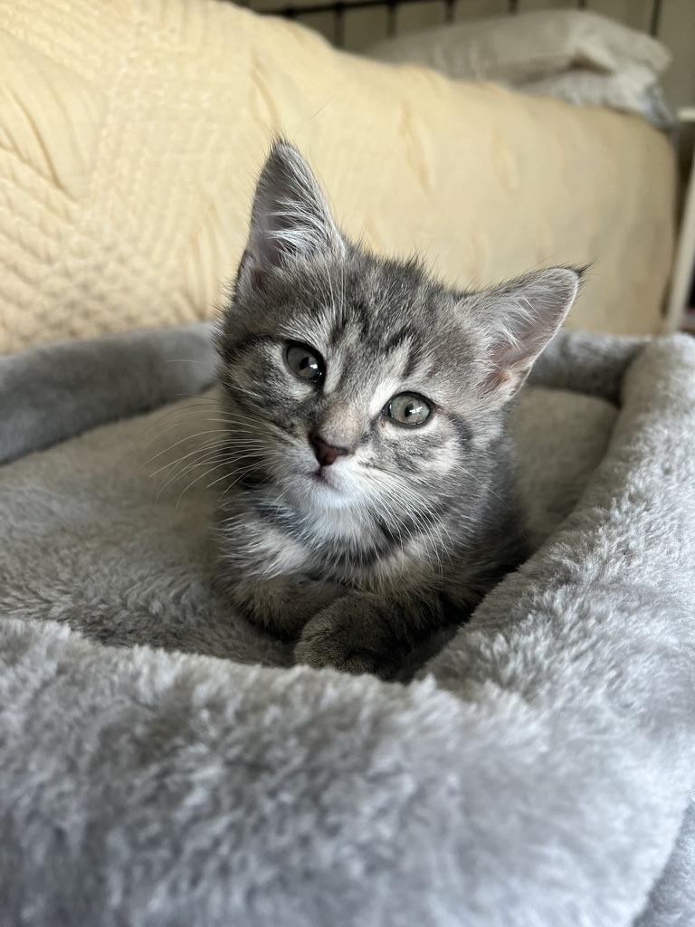 Enlarge ELLIOTTE "ELLIE", an adoption pending Domestic Short Hair in KENTON, DE image 3/6