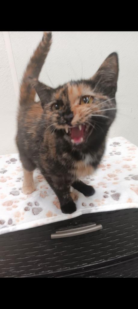 Enlarge COOKIE, a Adoptable mixed breed in North Vernon, IN image 1/1