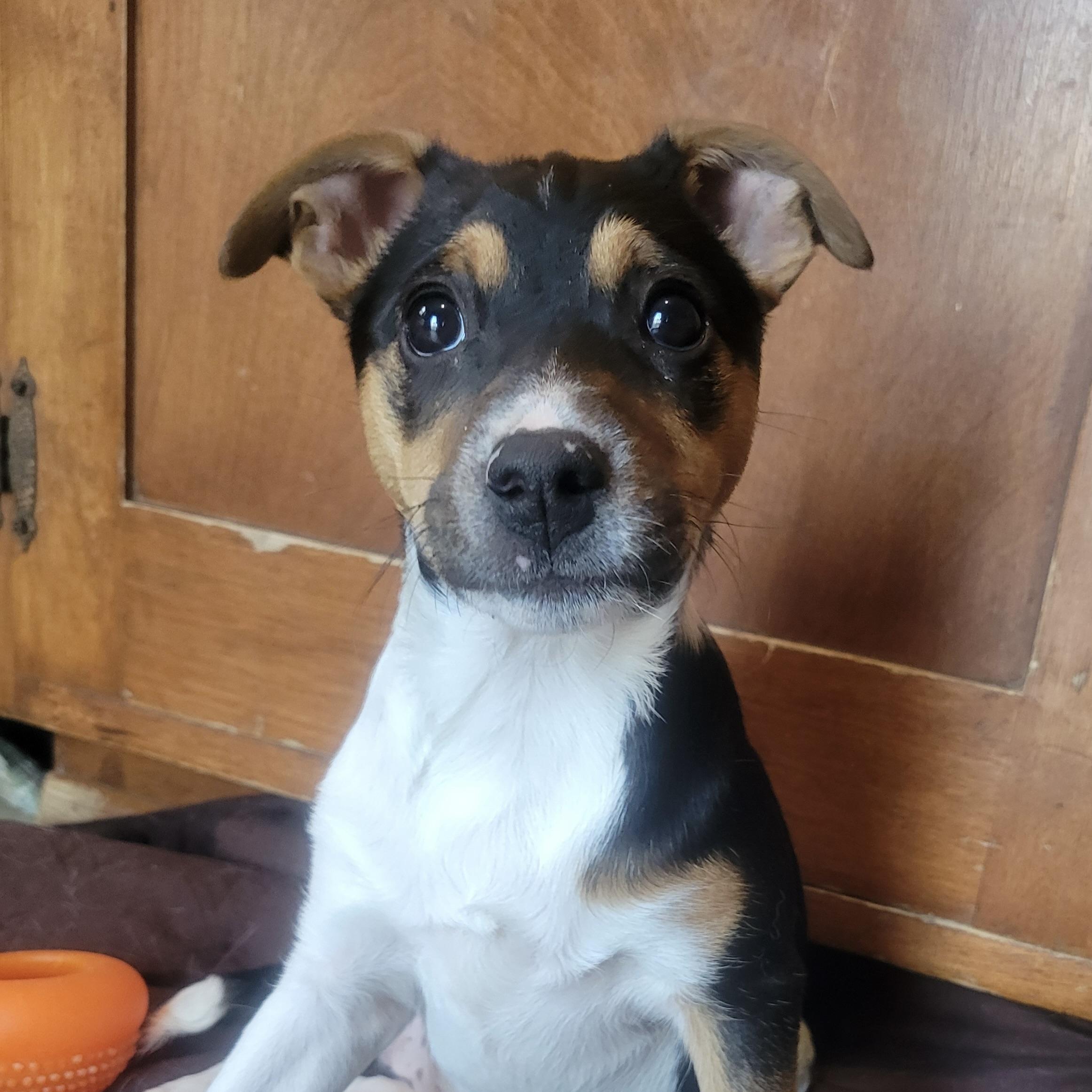 Enlarge Alice, an adopted mixed breed in Prior Lake, MN image 6/6