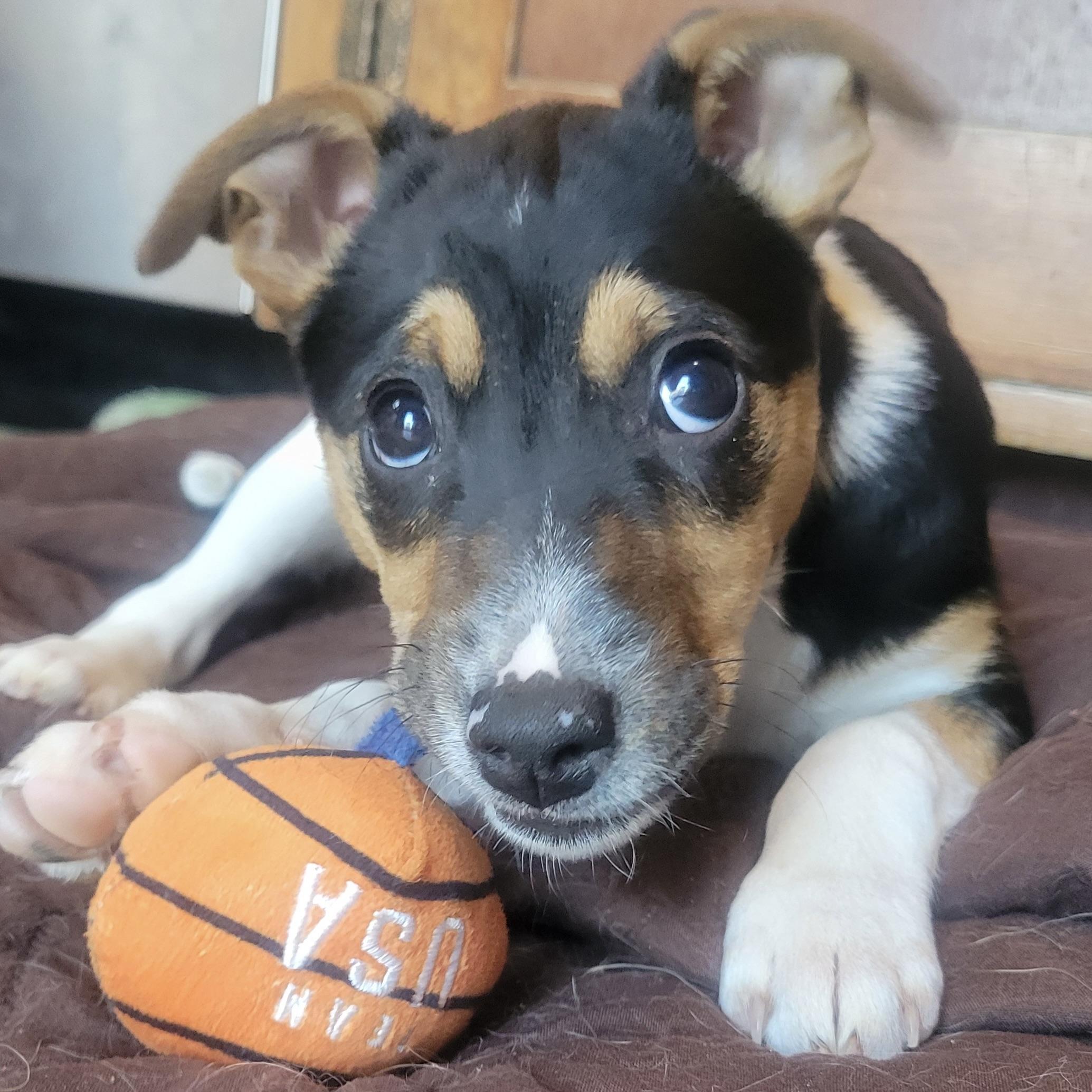 Enlarge Alice, an adopted mixed breed in Prior Lake, MN image 5/6