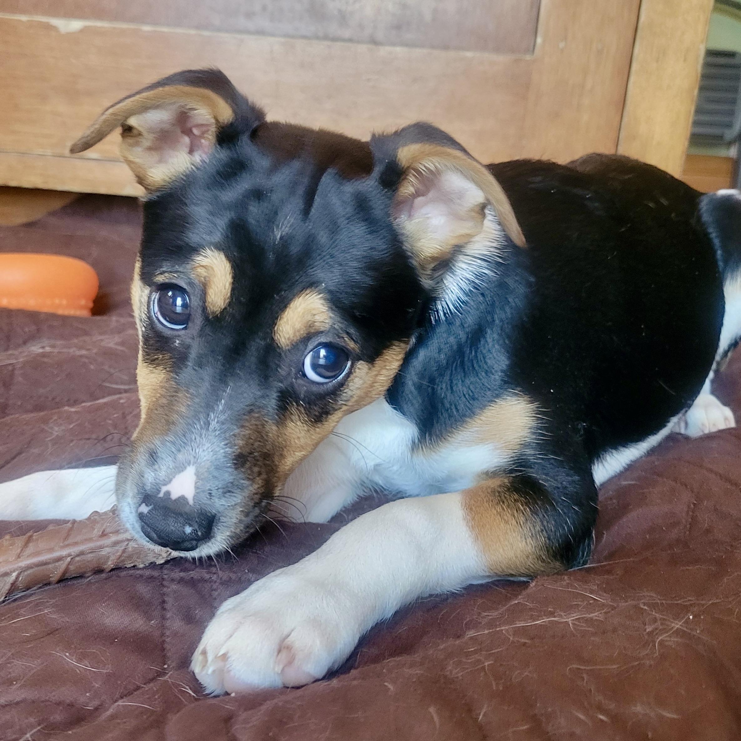 Enlarge Alice, an adopted mixed breed in Prior Lake, MN image 3/6