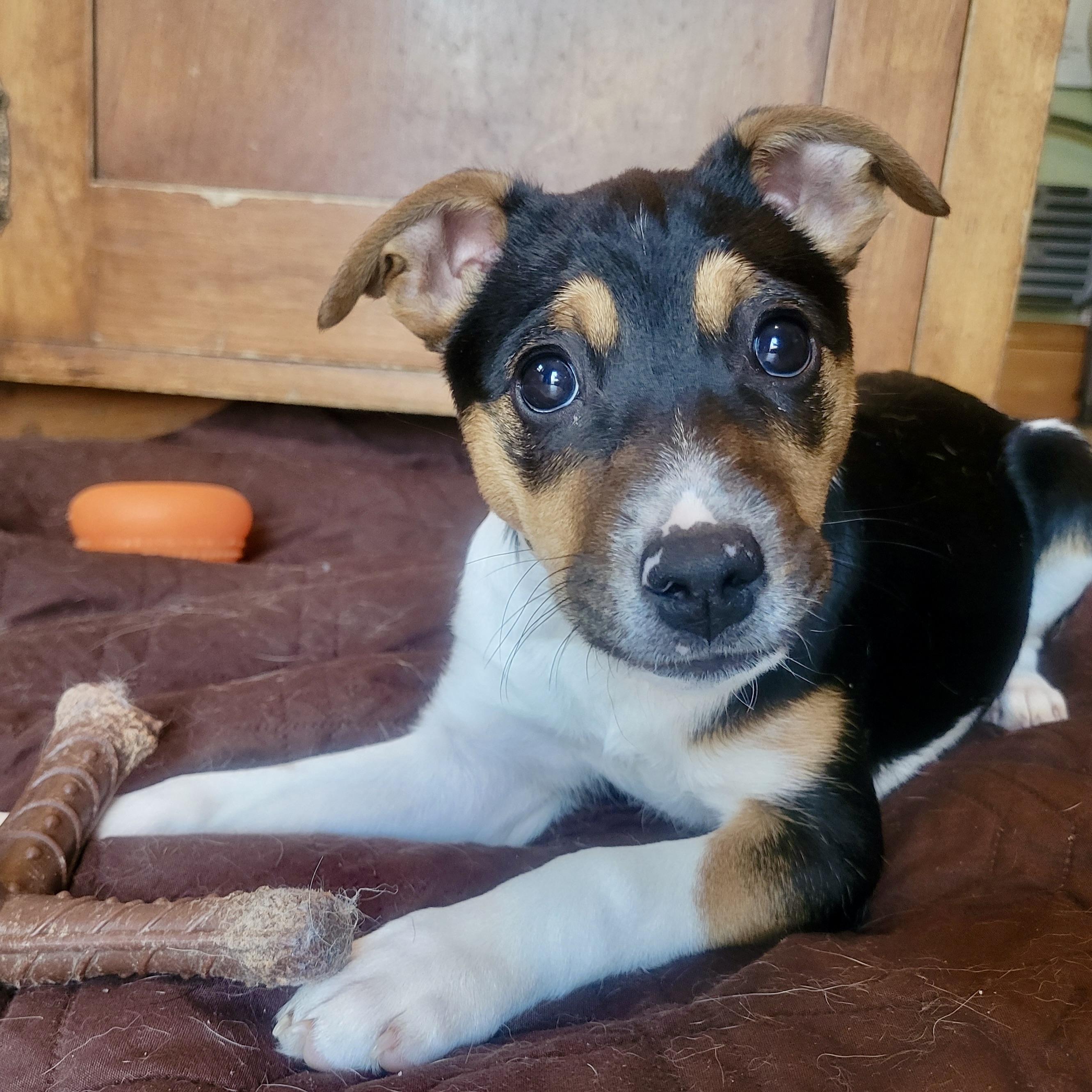 Enlarge Alice, an adopted mixed breed in Prior Lake, MN image 2/6