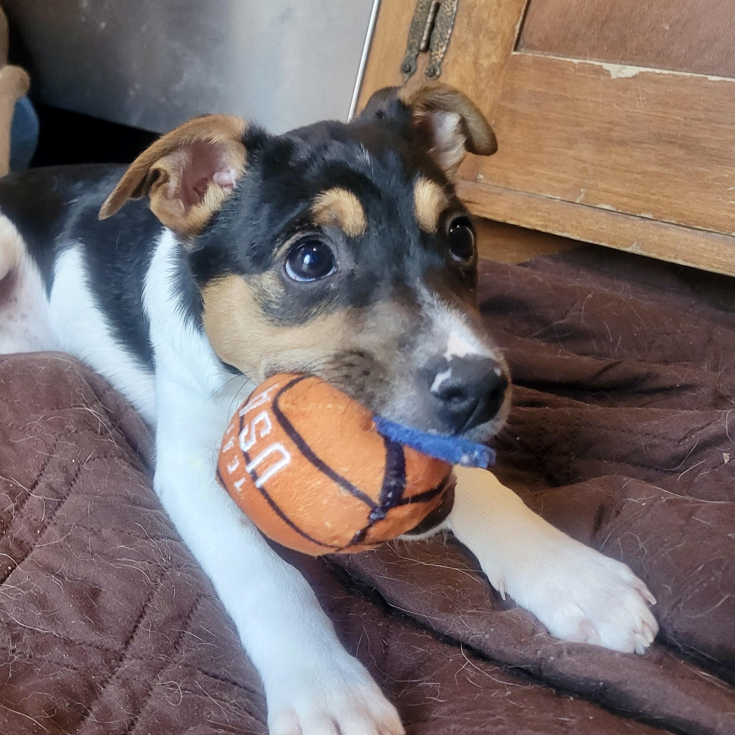 Enlarge Alice, an adopted mixed breed in Prior Lake, MN image 4/6