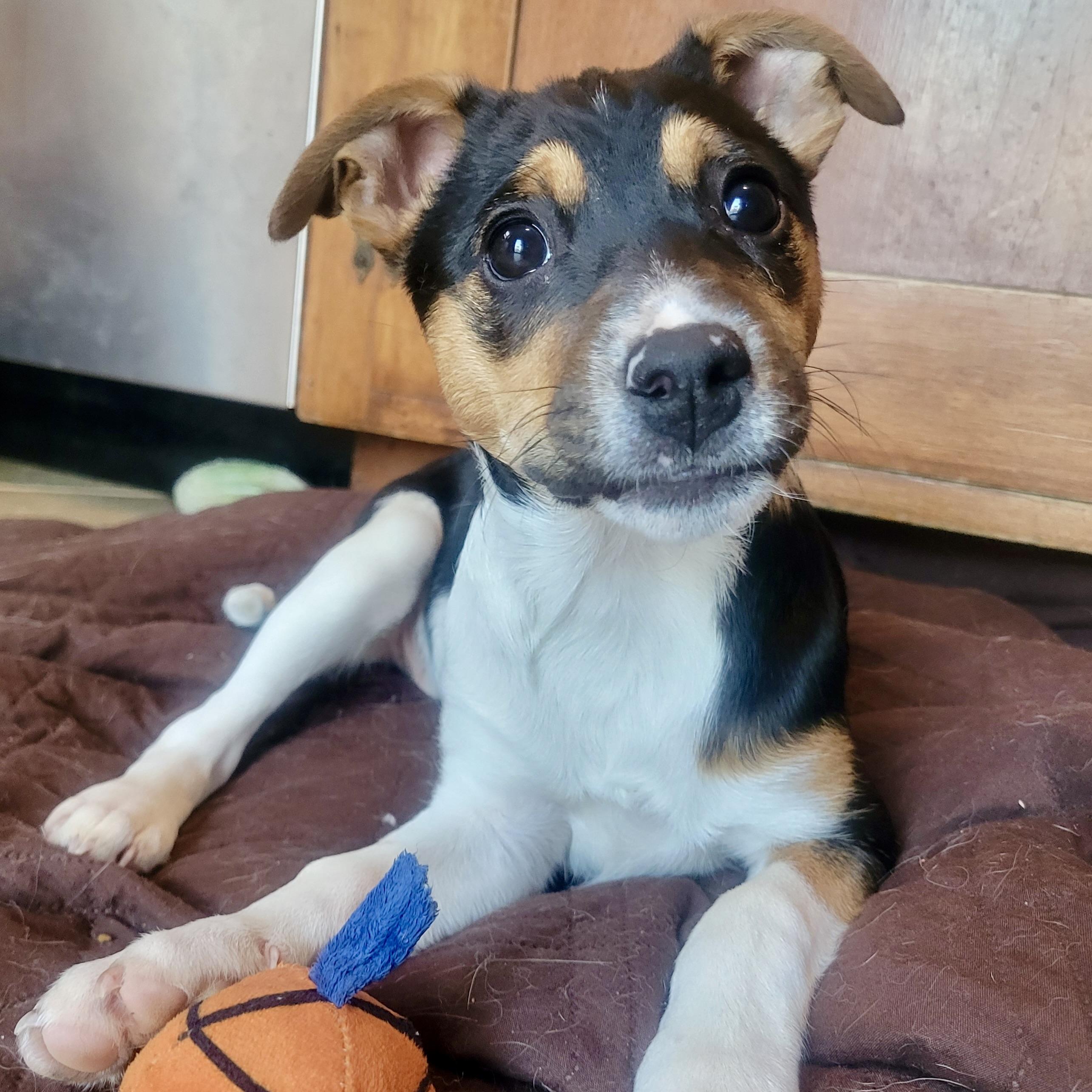 Enlarge Alice, an adopted mixed breed in Prior Lake, MN image 1/6