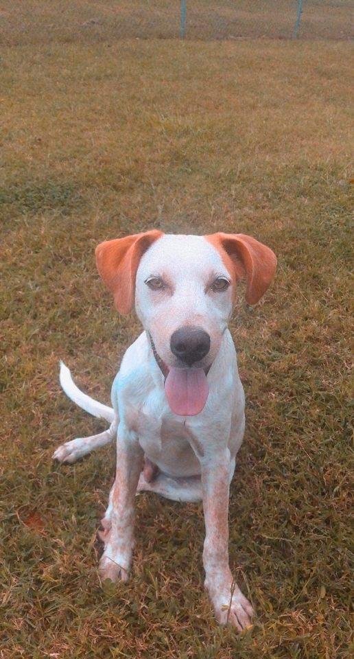 Nugget, Adopted, Adult Male Labrador Retriever.